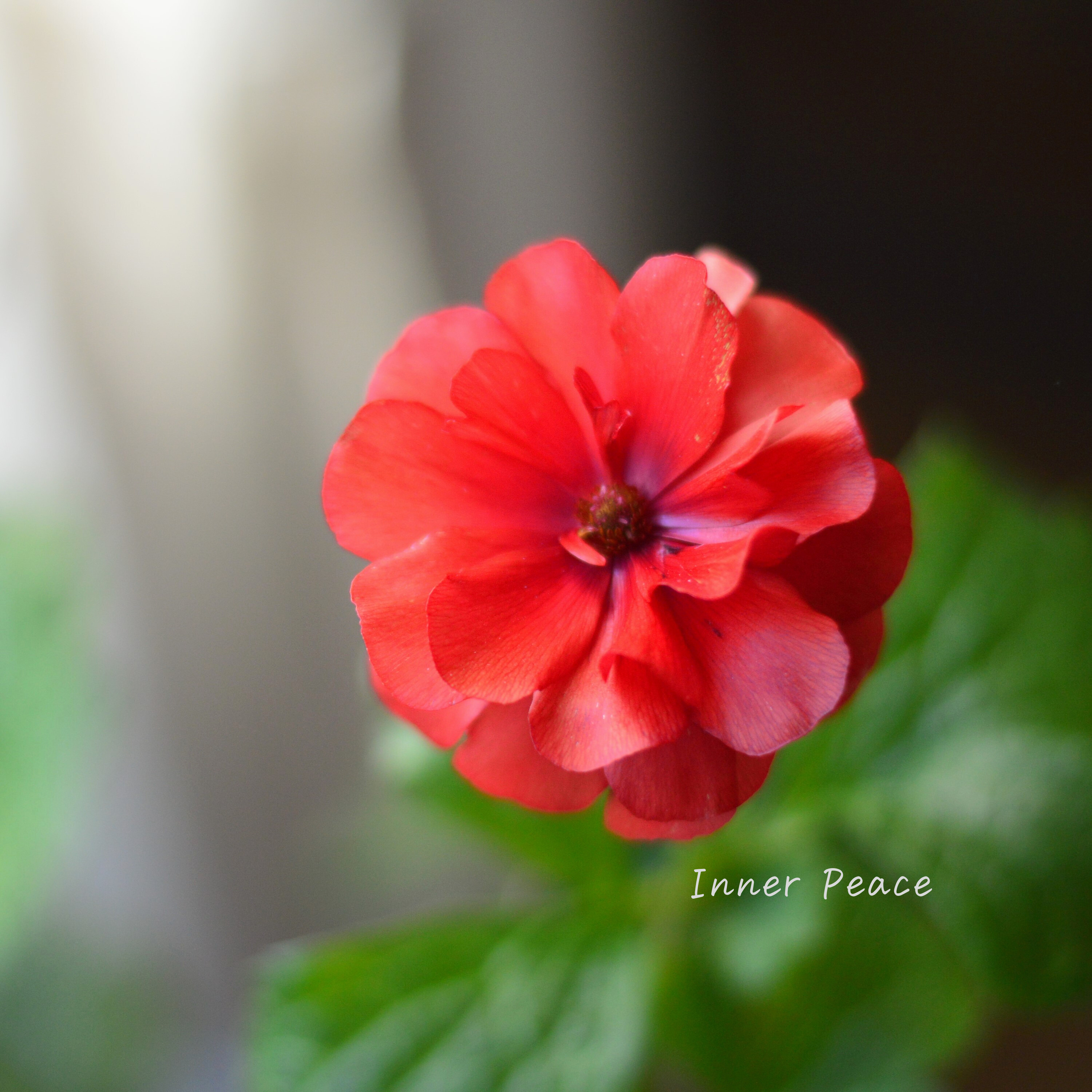 【美しい】 ラナンキュラス・ラックス 『ムーサ』 3.5寸ロングPOT