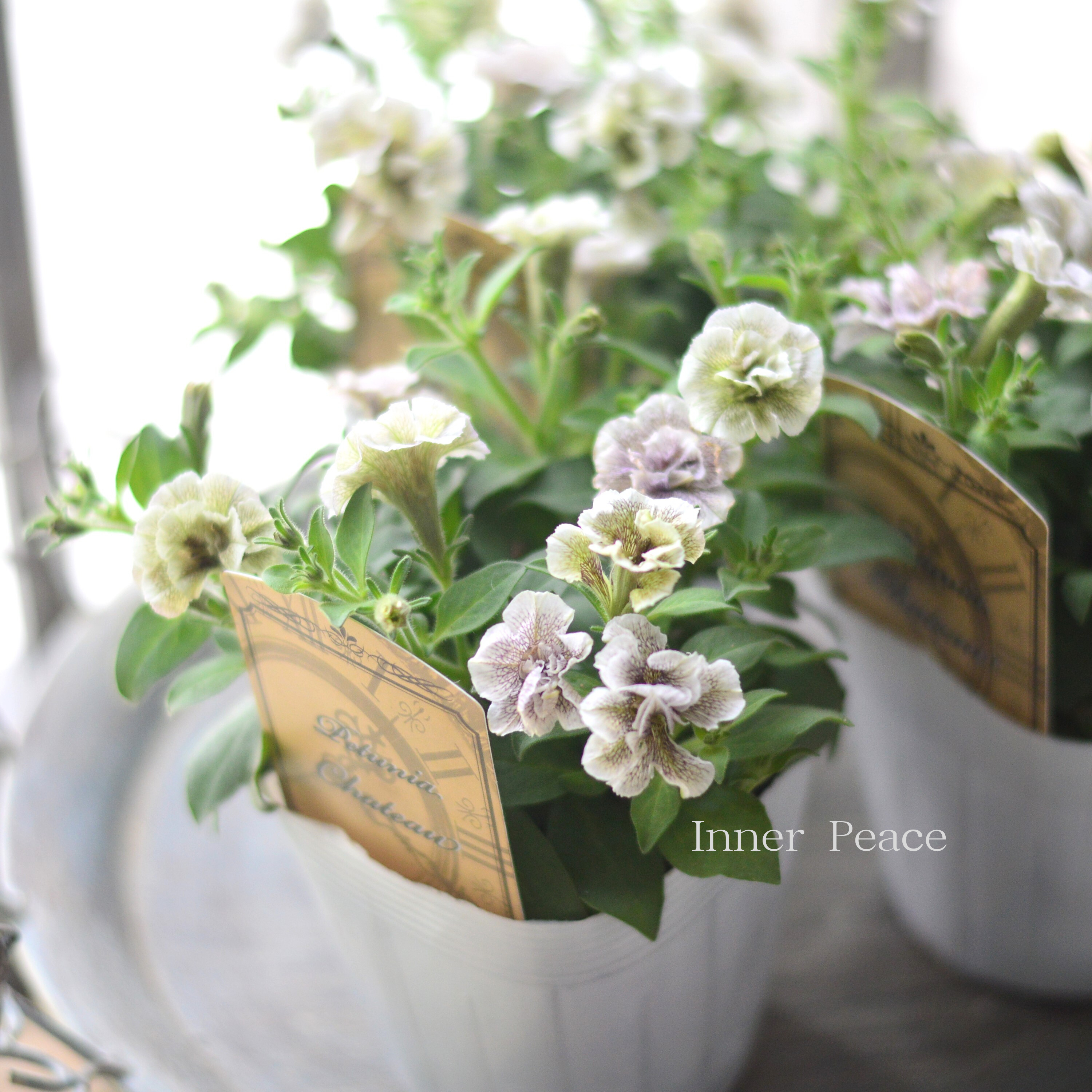 【宮島園芸さんオリジナル】 ペチュニア 『シャトー』 3.5寸POT