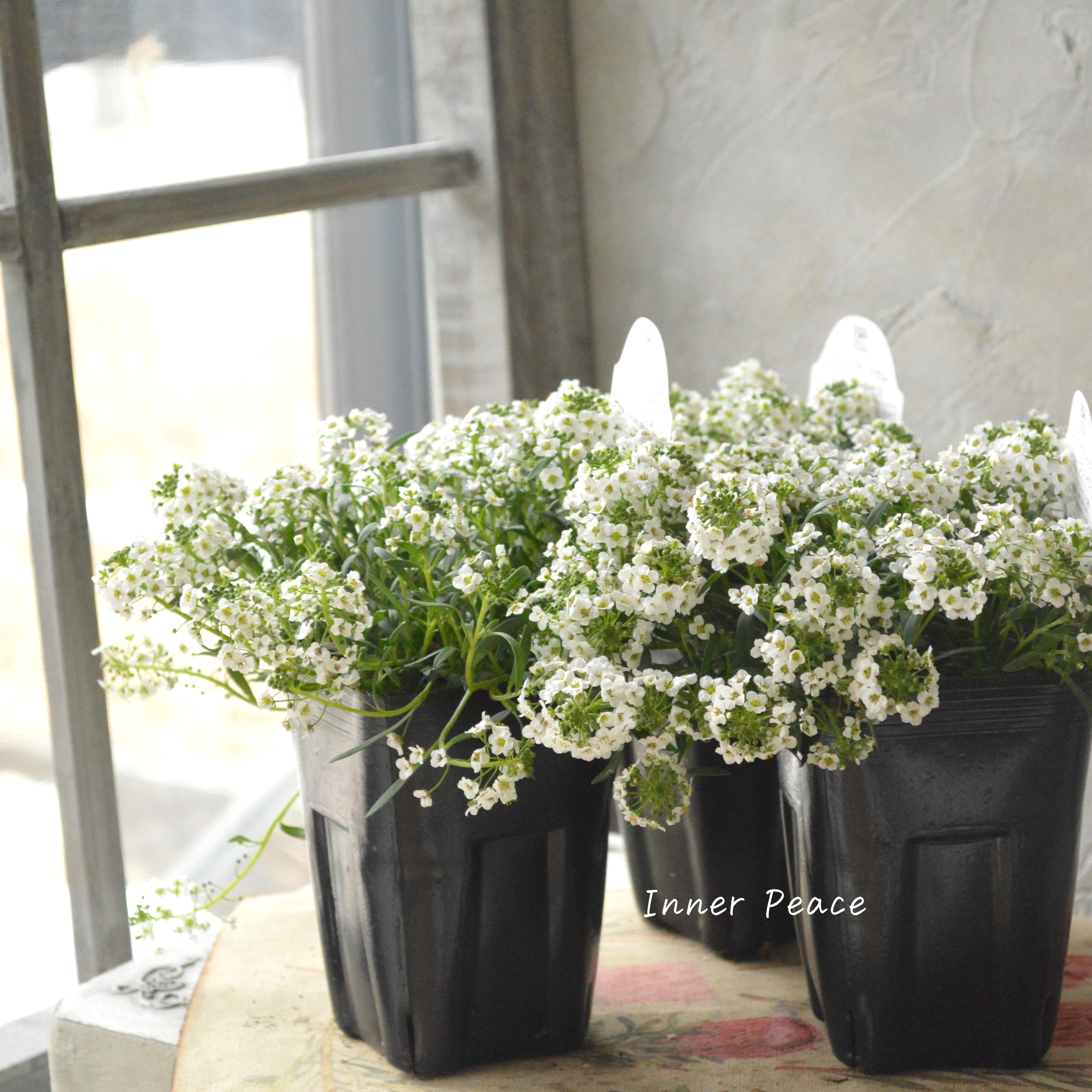 【PW】 Sale! スーパーアリッサム 『スノープリンセス』 3寸POT