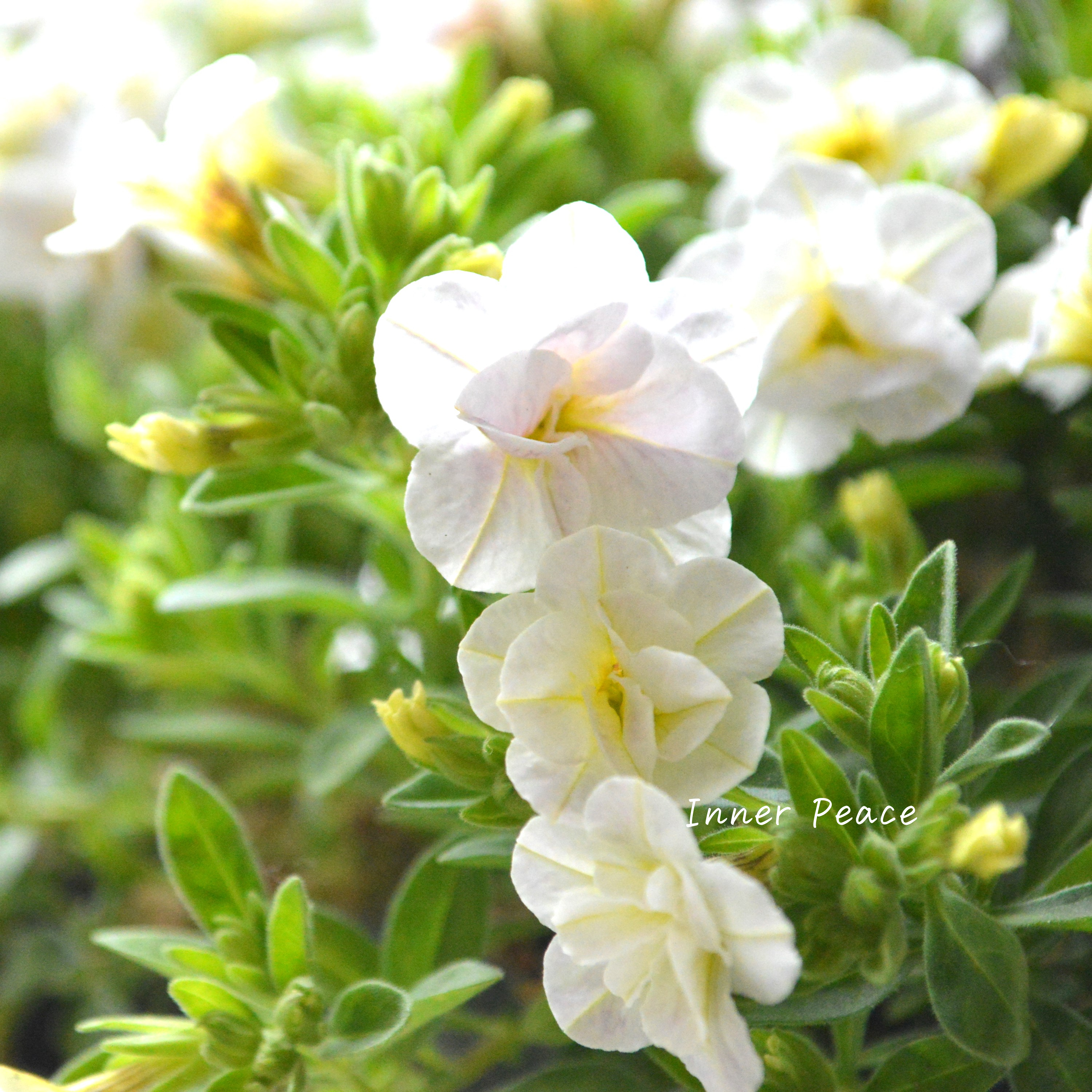 【ゲブラさん】Sale! カリブラコア 『スノープリンセス』 3.5寸POT