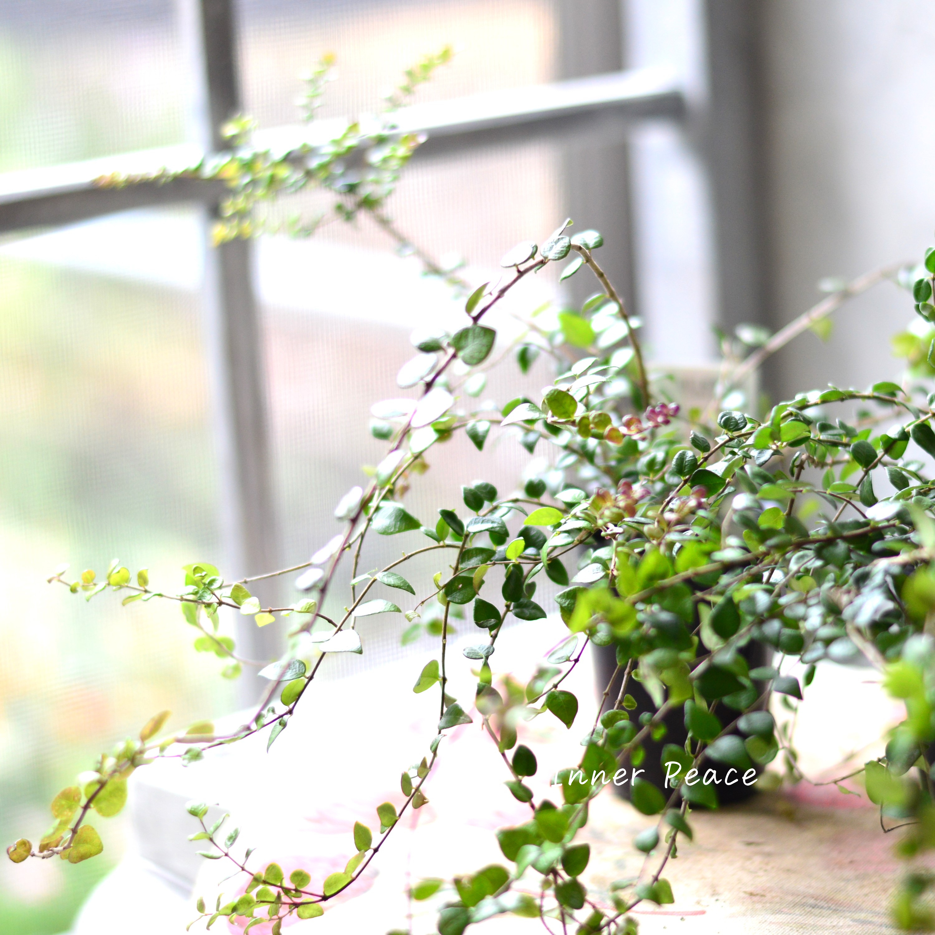 【常緑】 ロニセラ ニティダ 『レッドチップ』 3寸POT