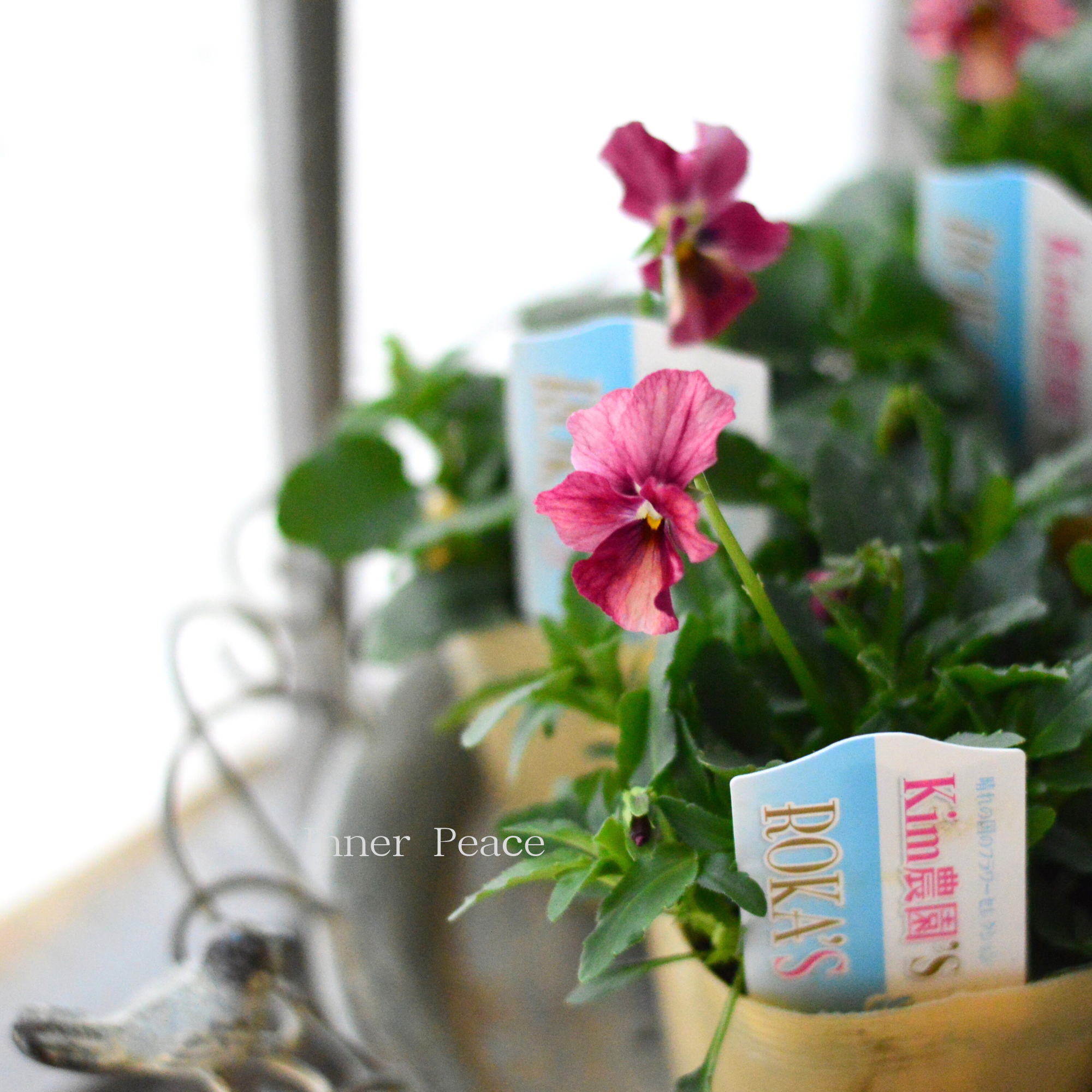 【Kim農園さん】 ビオラ 『レッド系』 3.5寸POT