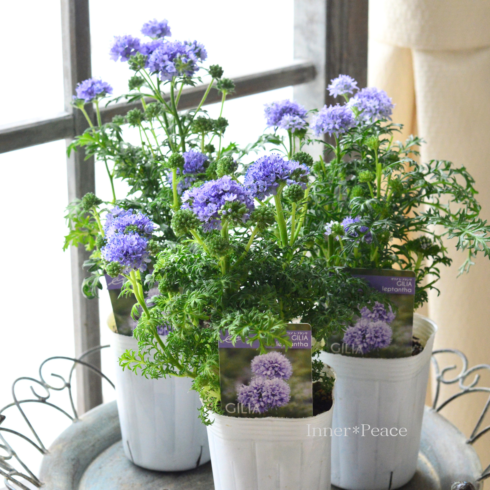 【美しい】 ギリア 『レプタンサ』 3寸POT