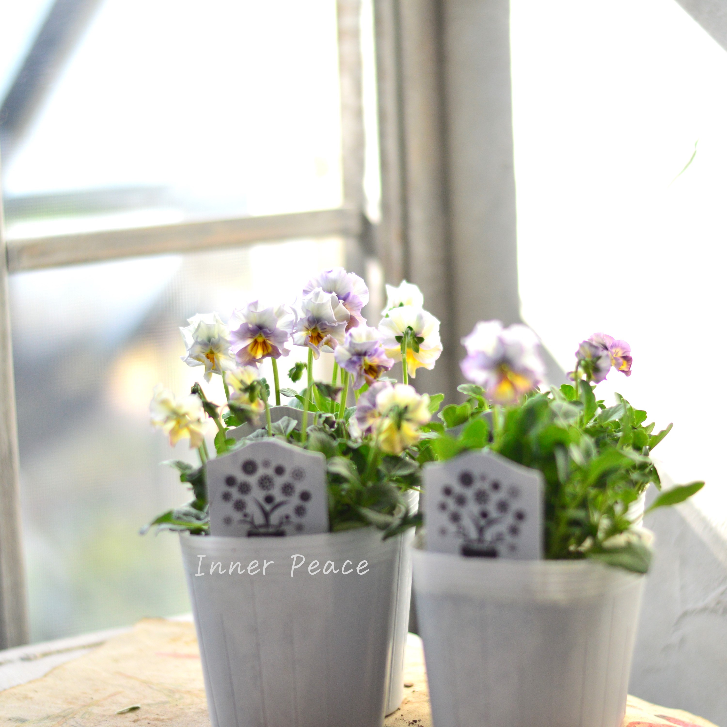 【希少】 ナラティブフラワーズさん試作品ビオラ 3寸ロングPOT