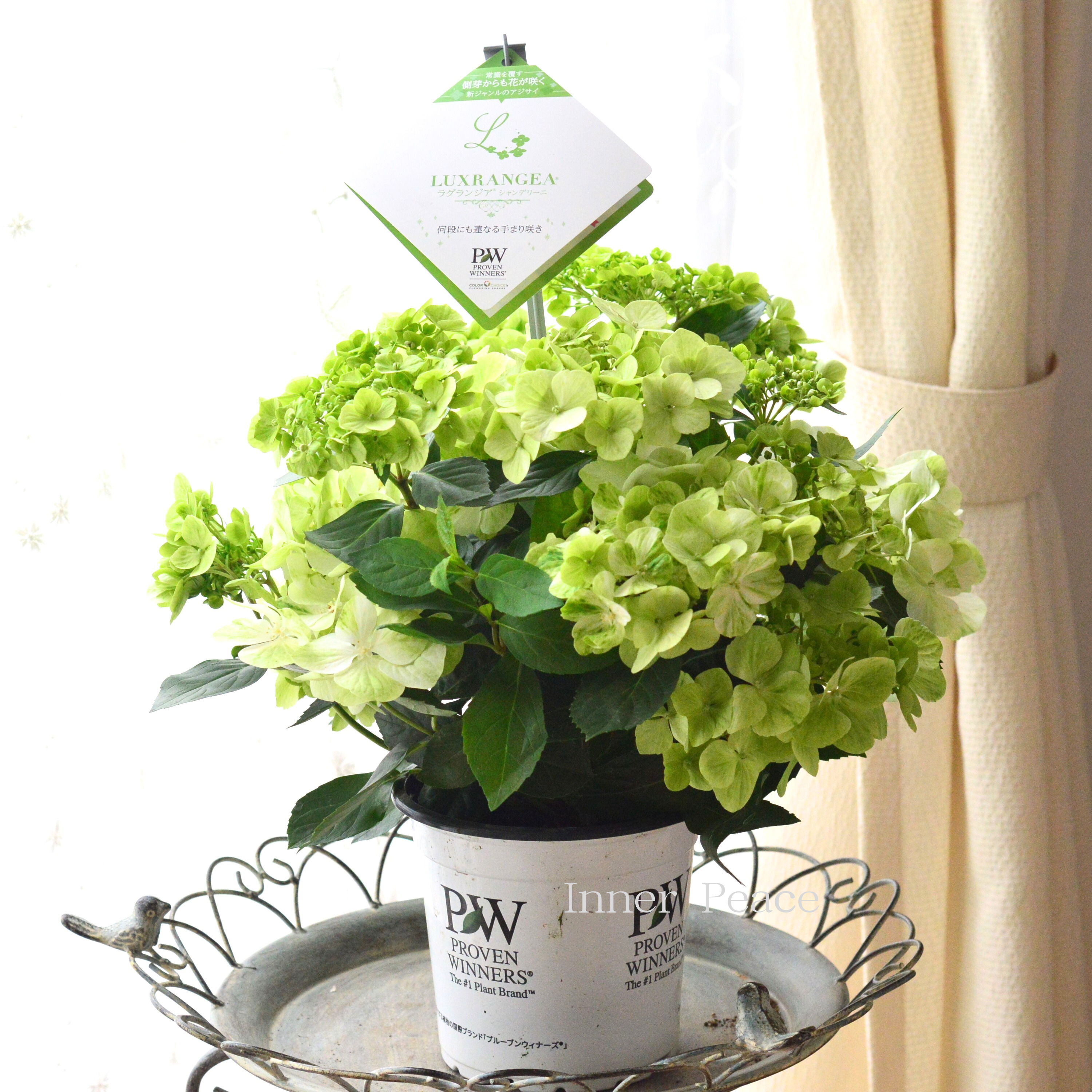 【PW】 紫陽花 ラグランジア 『シャンデリーニ』 5寸鉢