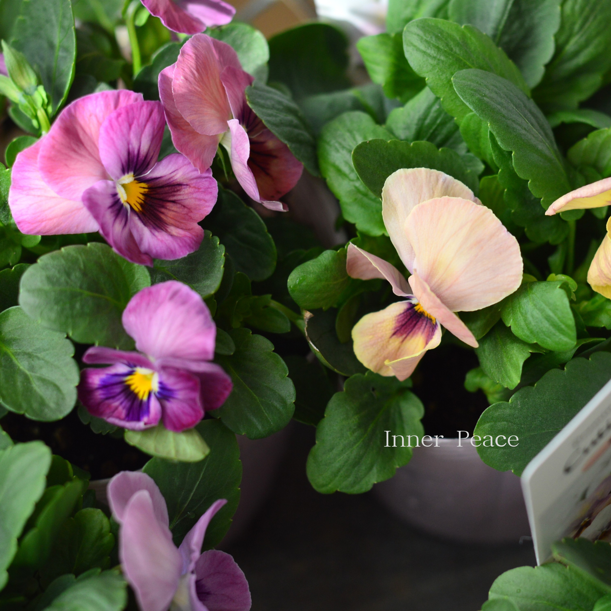 【かわいい】 パンジー 『キューティーハート』 3.5寸POT