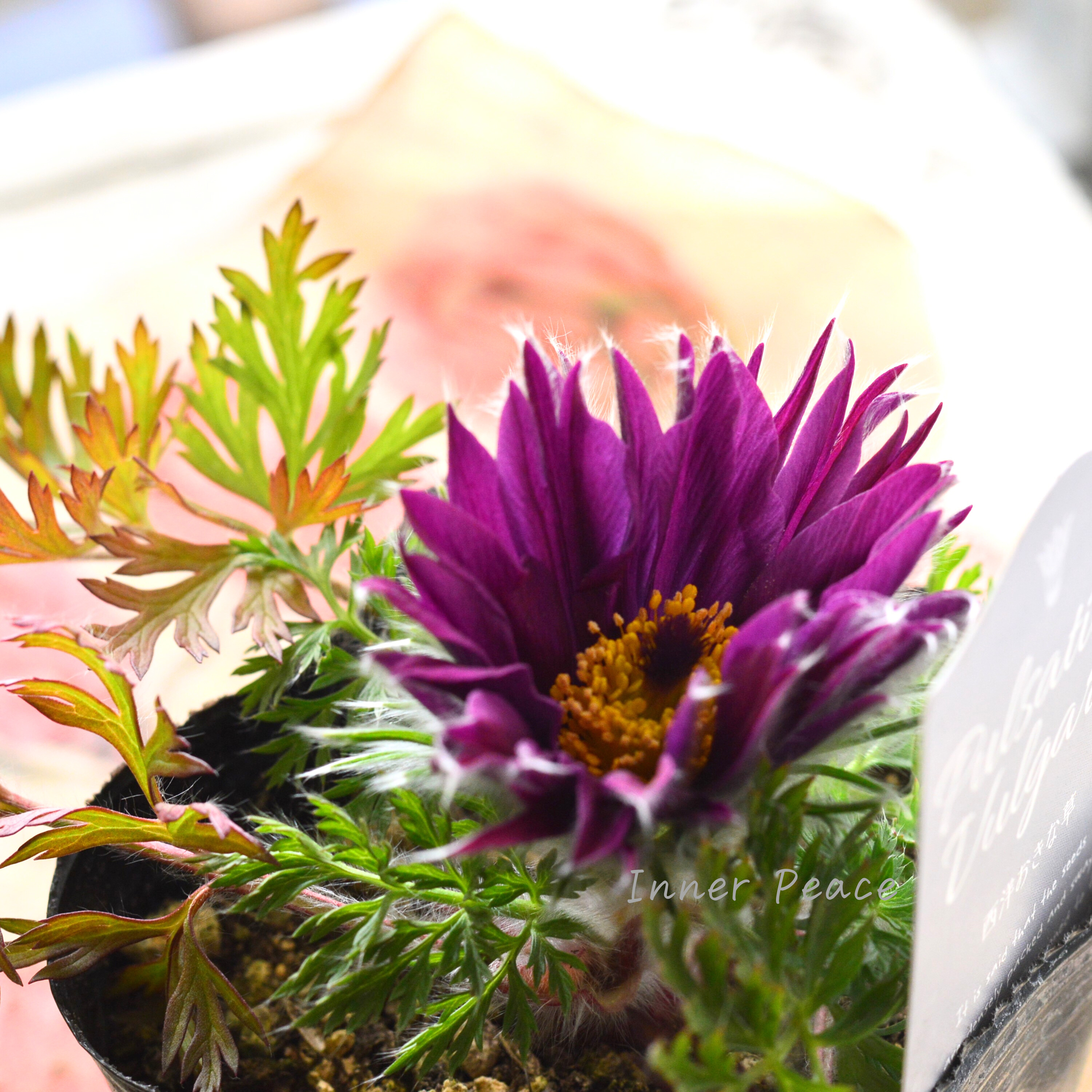 【美しい】 西洋オキナグサ 『プルサティラ ブルガリス・濃いパープル』 3.5寸POT