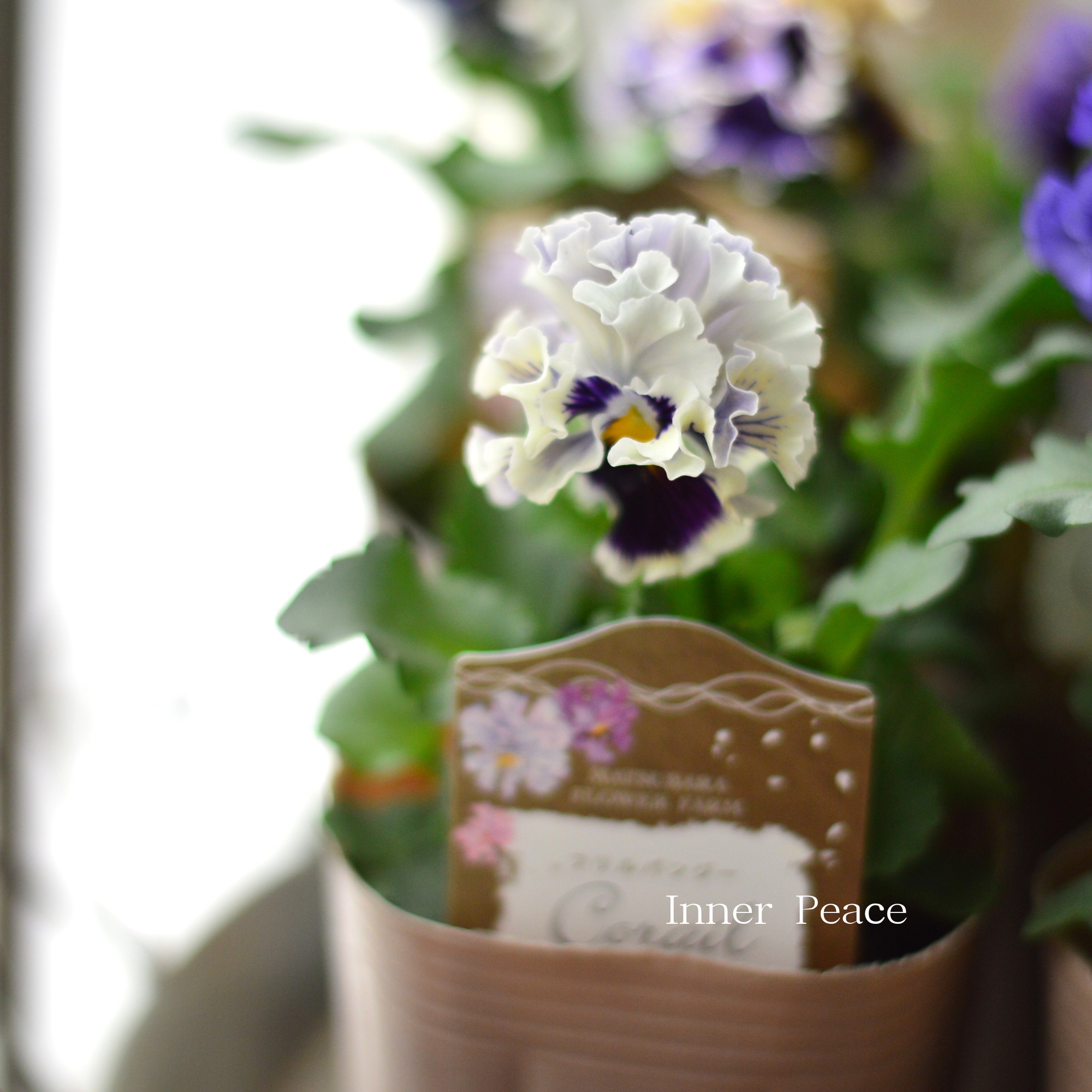 【素敵】 パンジー 『コライユ・ブルー系』 3寸ロングPOT