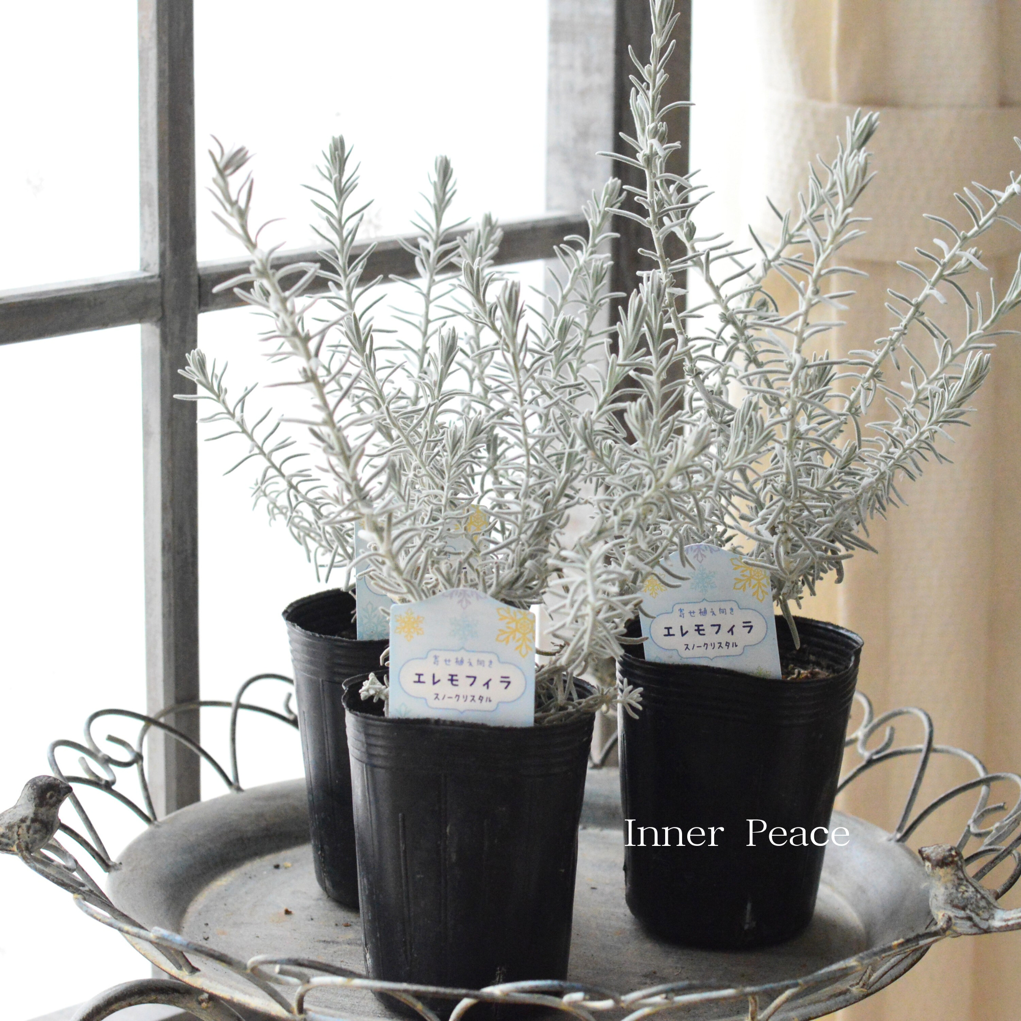 【美しい】 エレモフィラ スノークリスタル 3寸ロングPOT