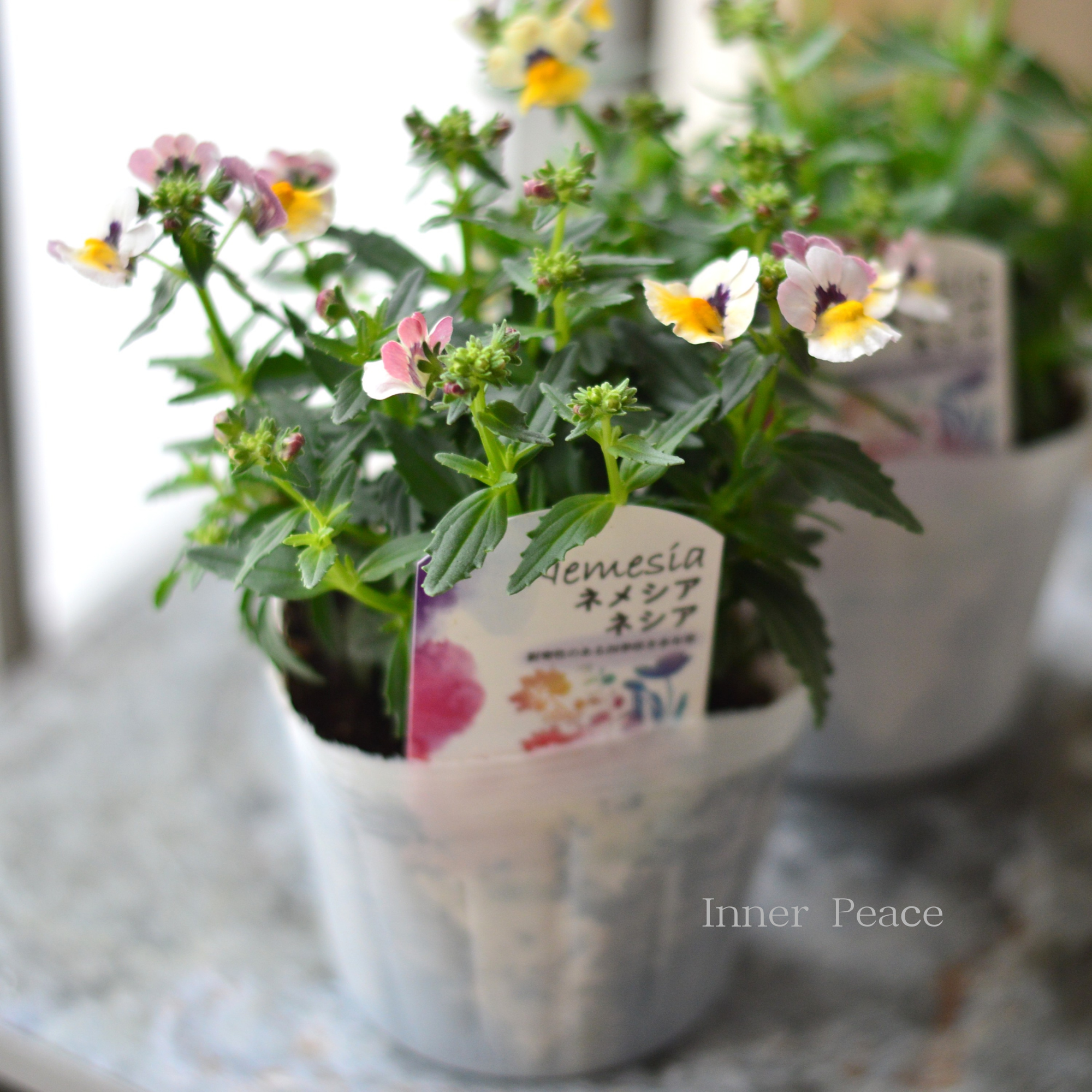 【宿根】 大輪ネメシア・ネシア 『バナナベリー』 3.5寸POT