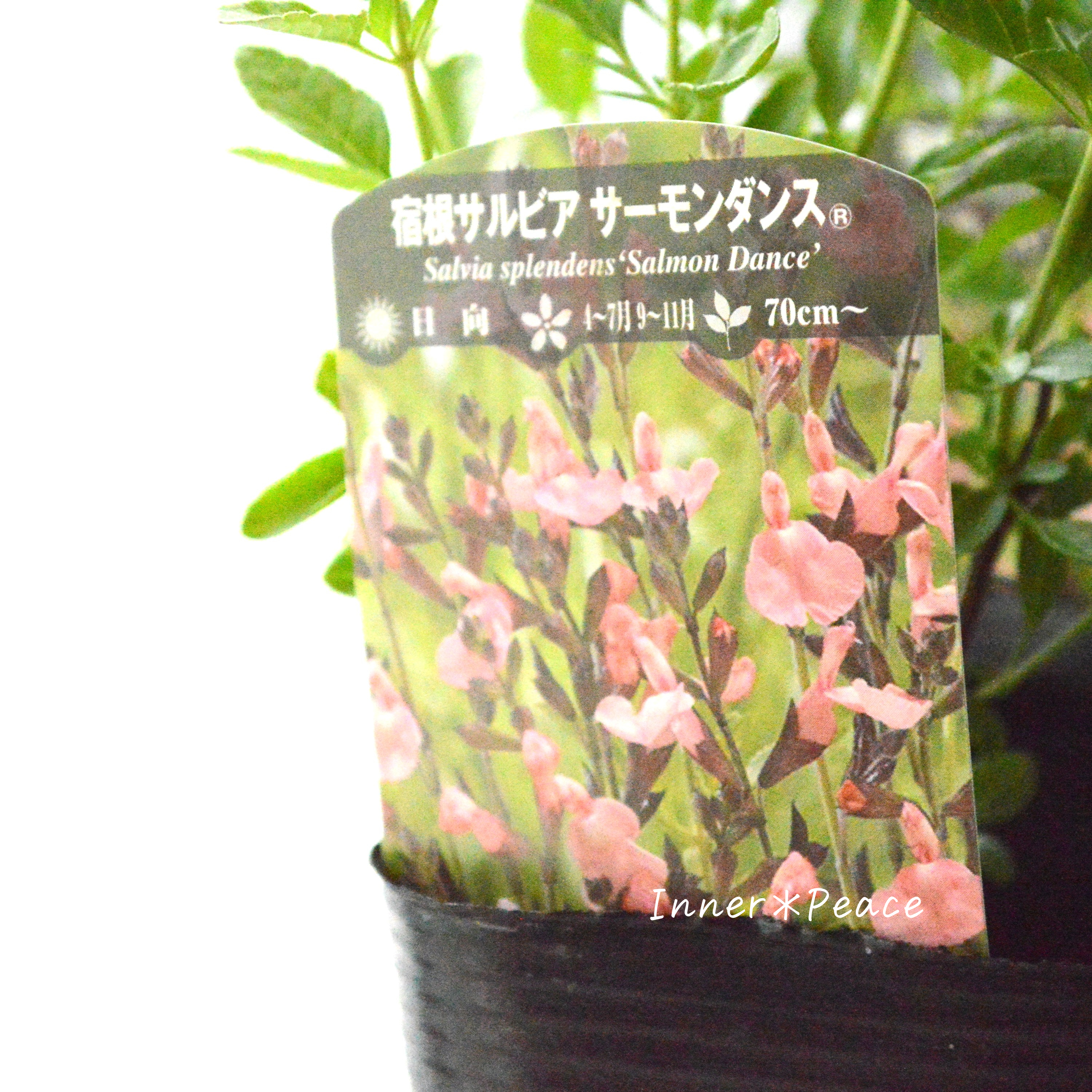 【宿根】 サルビア 『サーモンダンス』 3寸ロングPOT