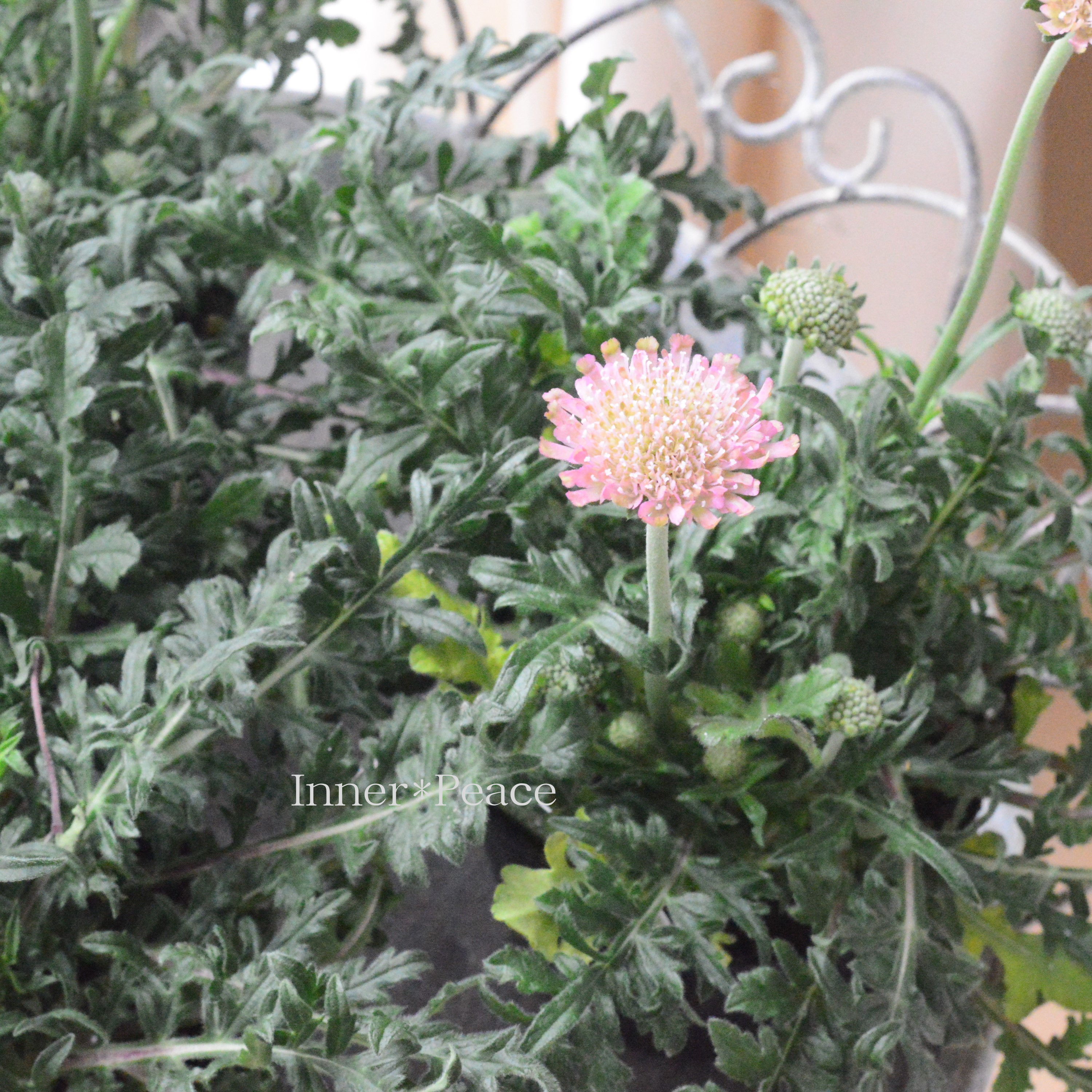 【かわいい】 スカビオサ 『カメレオングリーン』 3寸POT