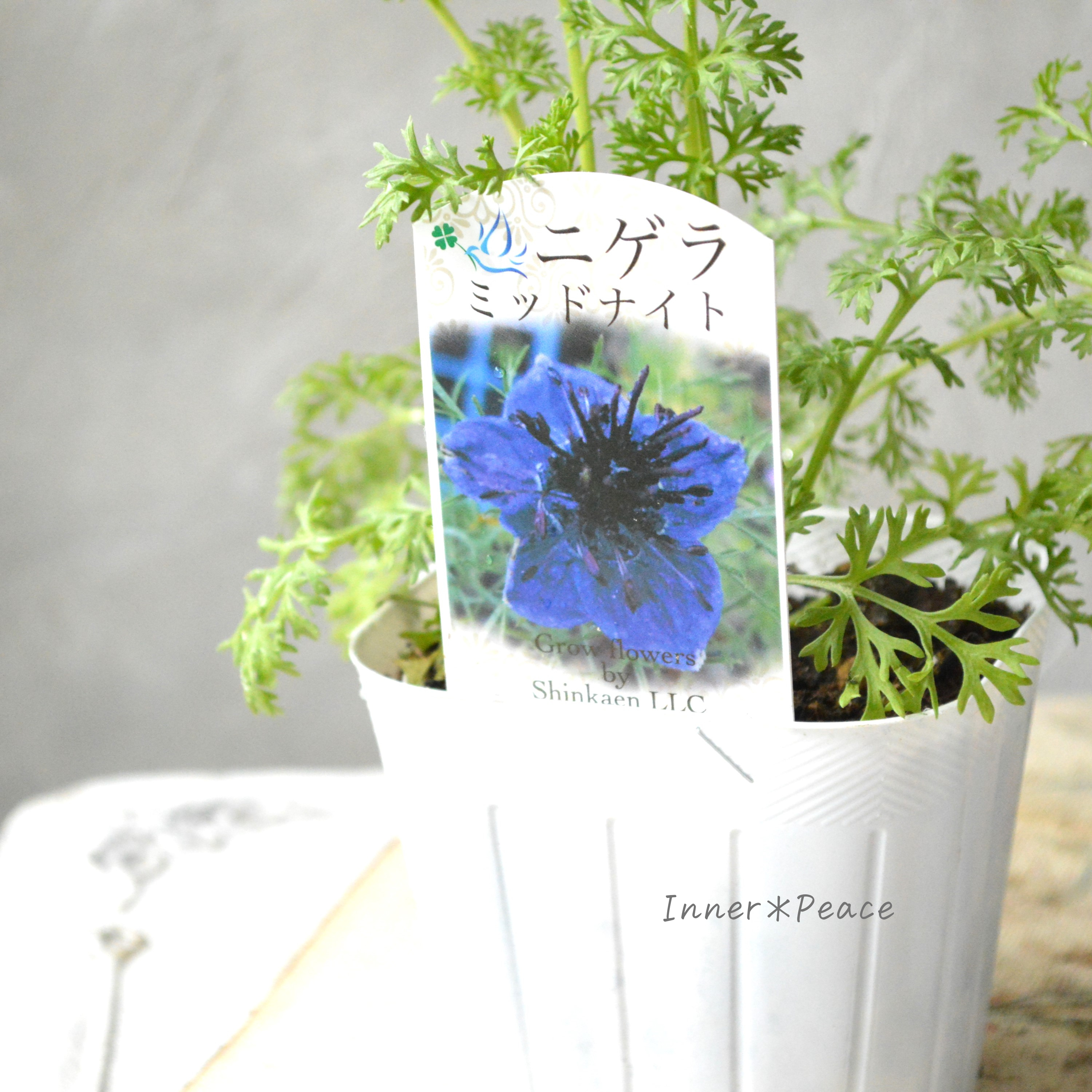 【オシャレ】 ニゲラ 『ミッドナイト』植え込み用 3寸POT
