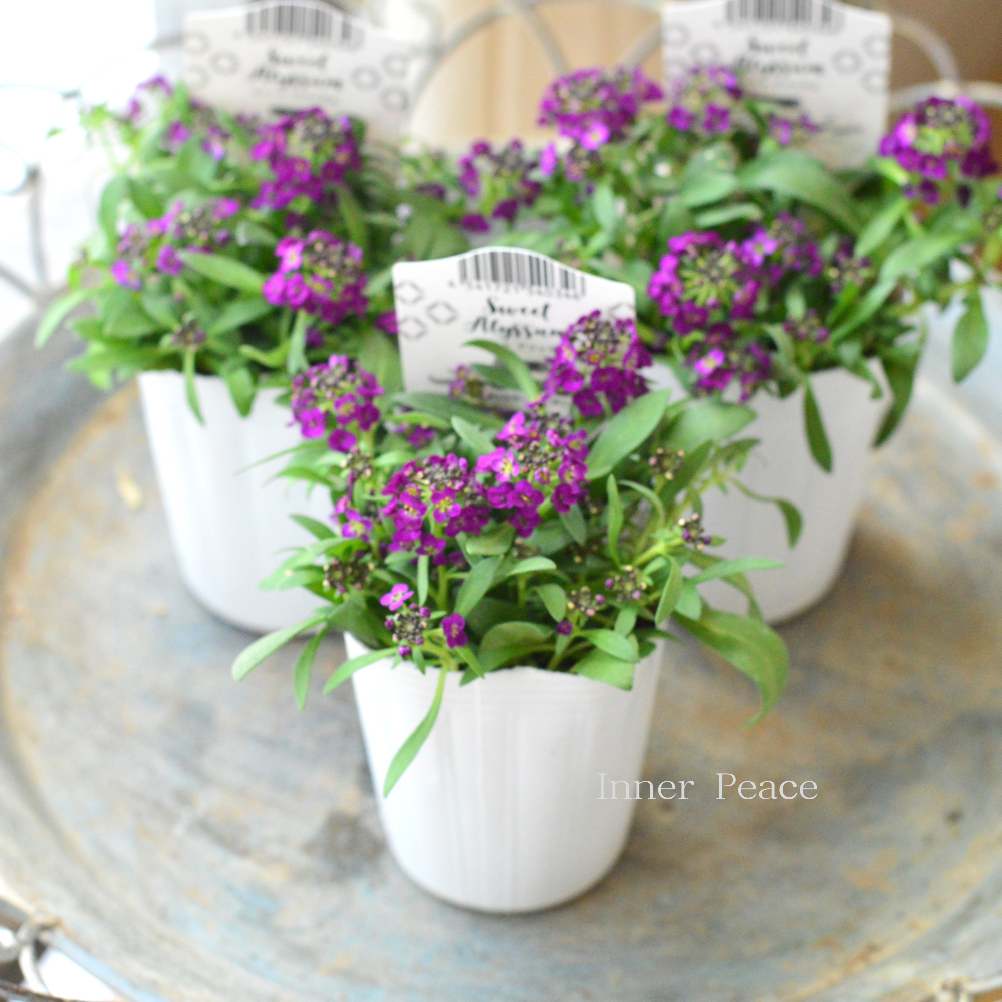 【かわいい】 スイートアリッサム 『アルーレ・ディープパープル』 2.5寸POT