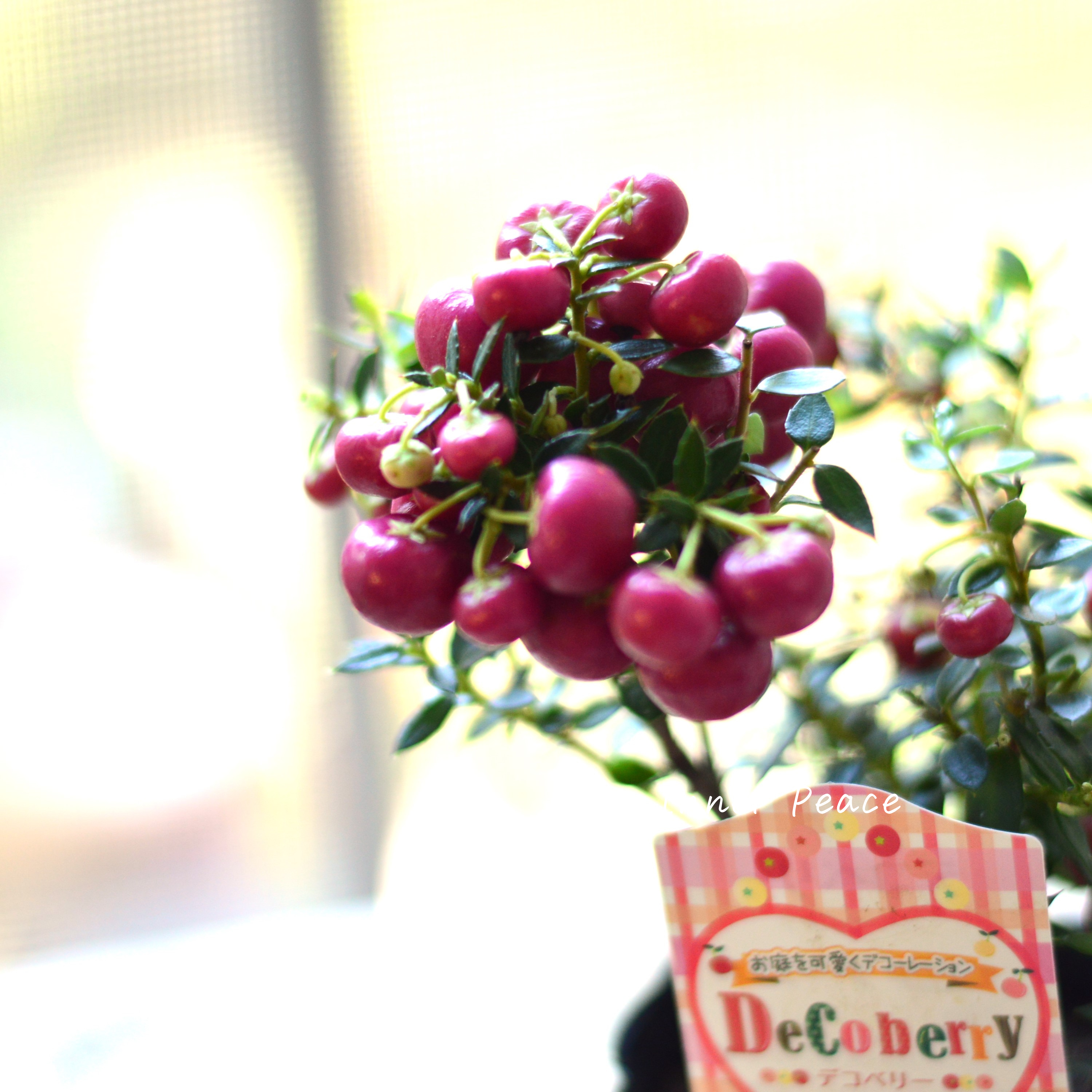 【かわいい】 デコベリー(ペルネッチア) レッド 3寸POT