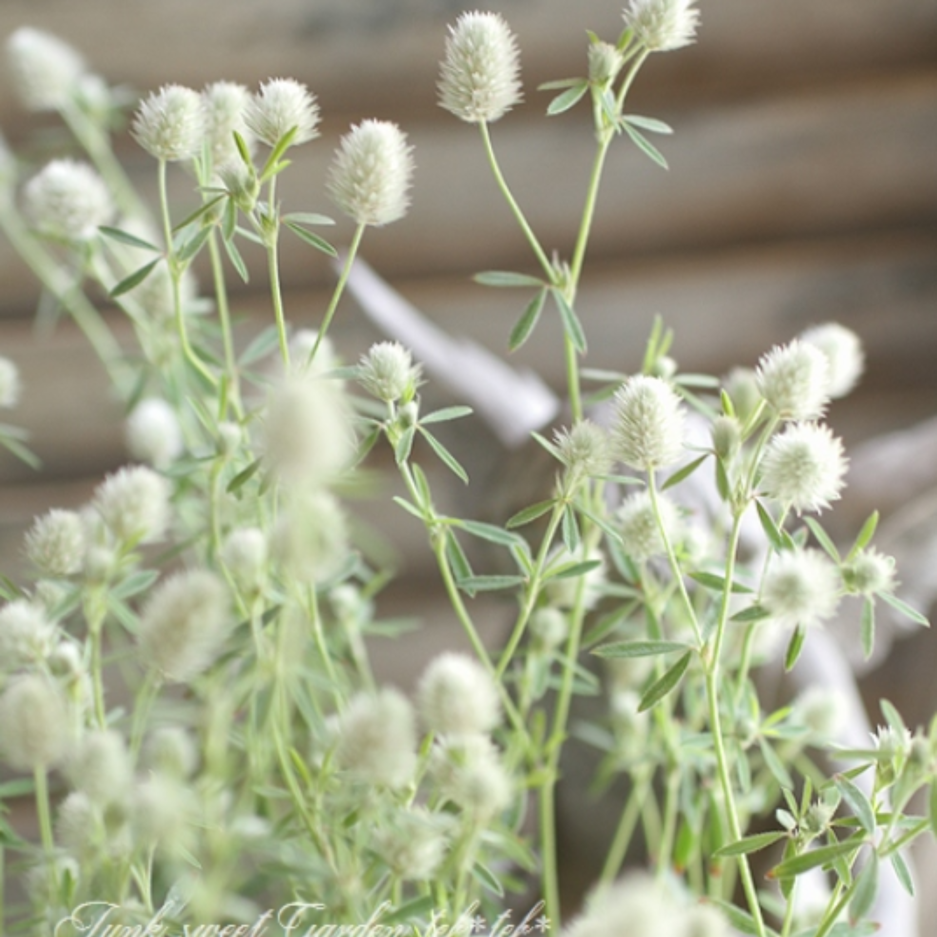 【かわいい】 トリフォニウム 『バニーズ』 2.5~3寸POT