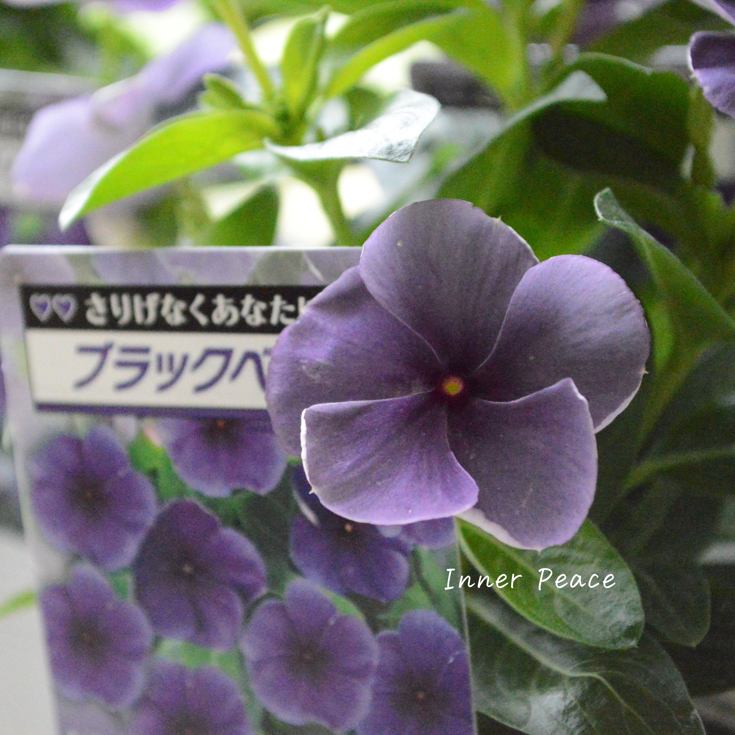 【北島園芸さん】 ニチニチソウ 『ブラックベリー・スモーキー』 3.5寸POT