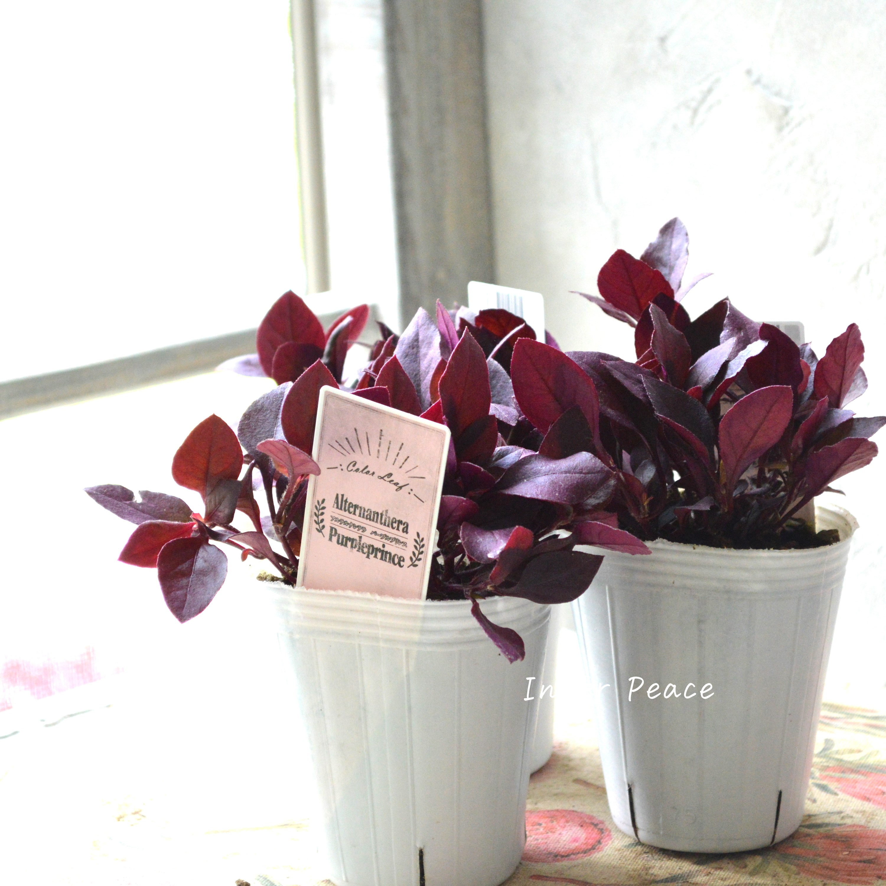 【暑さに強い】 アルテルナンテラ 『パープルプリンス』 2.5寸~3寸POT