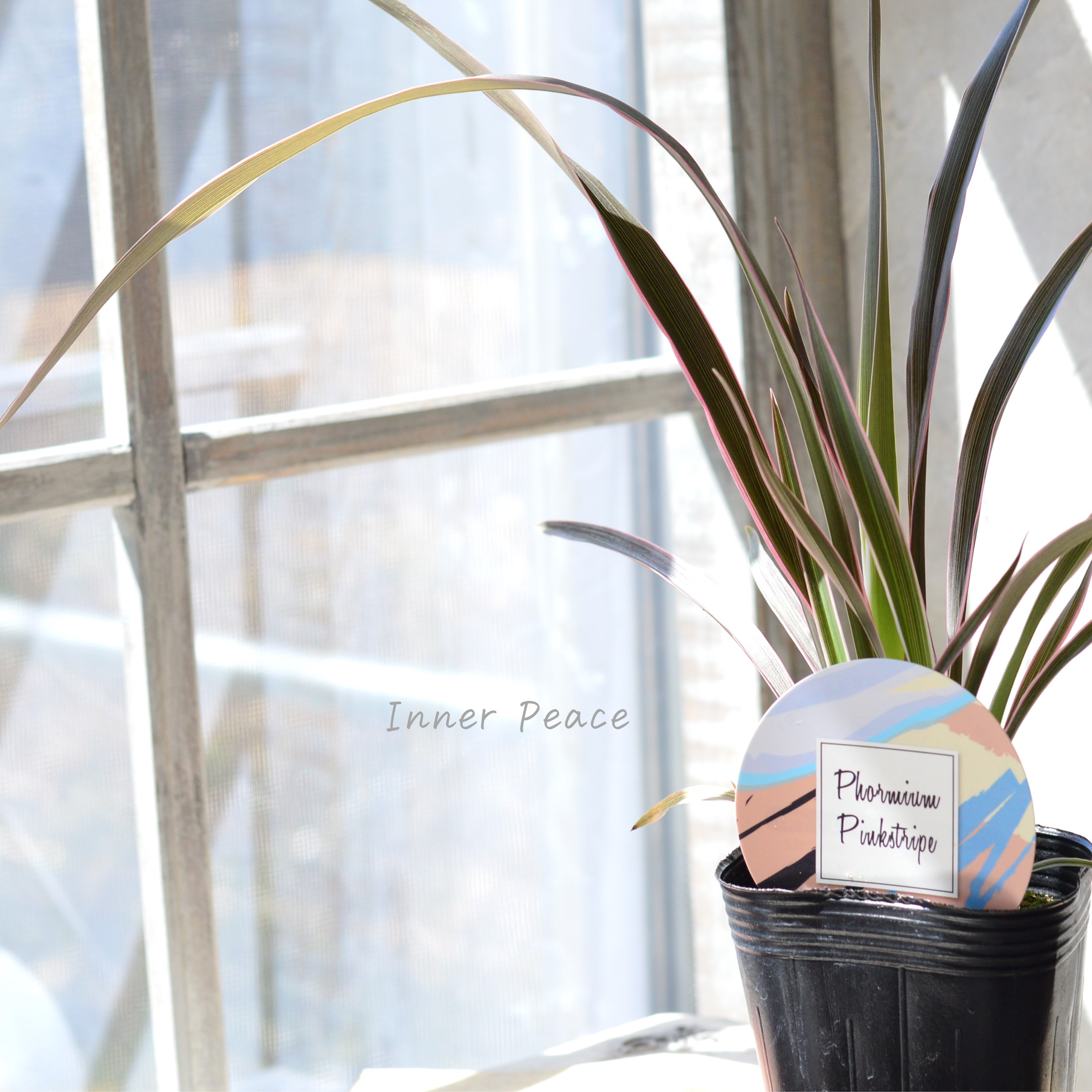 【人気】 ニューサイラン 『ピンクストライプ』 3寸ロングPOT