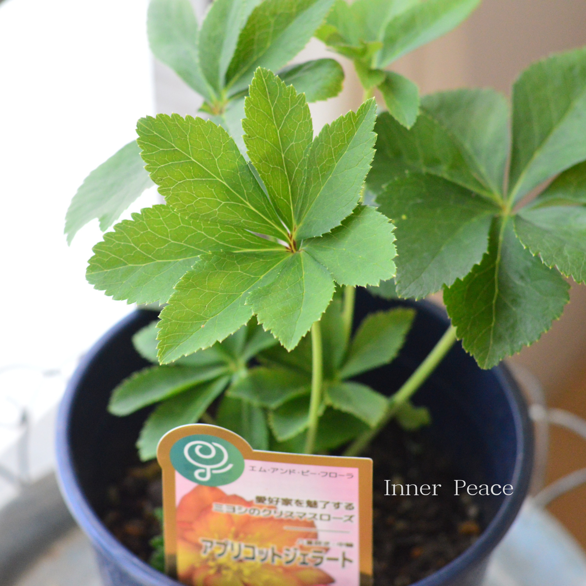 【ミヨシ】 クリスマスローズ 『アプリコットジェラート』 6号鉢