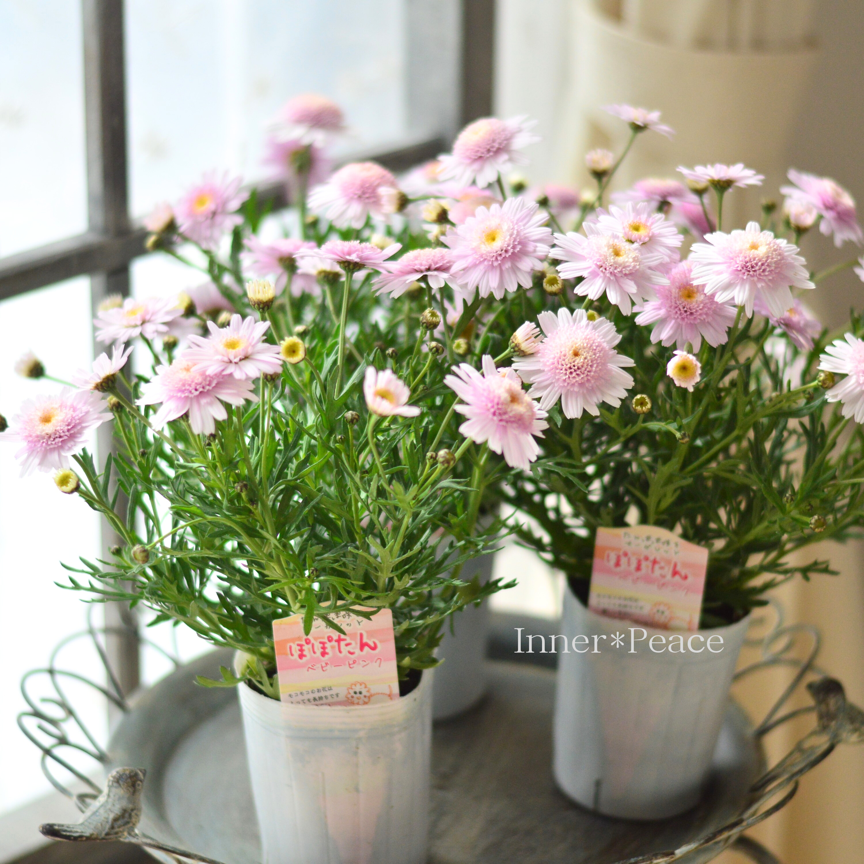 【松原園芸さん】 マーガレット 『ぽぽたん・ベビーピンク』 3寸ロングPOT