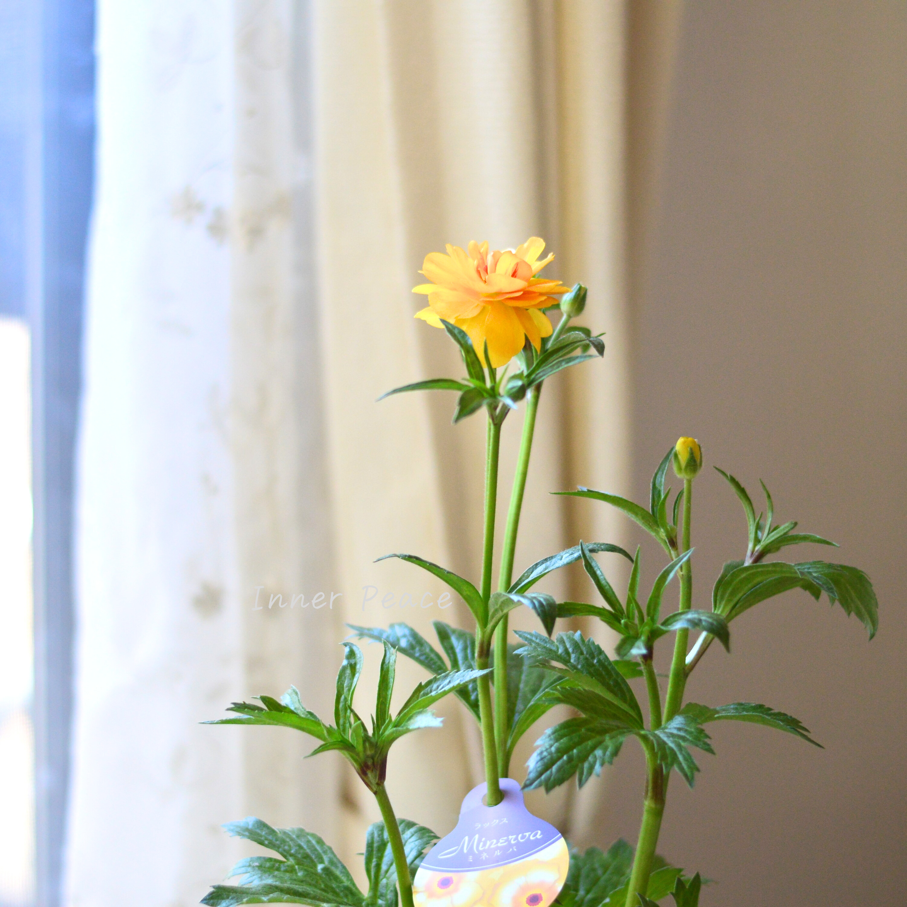 【美しい】 ラナンキュラス・ラックス 『ミネルバ』 4寸POT