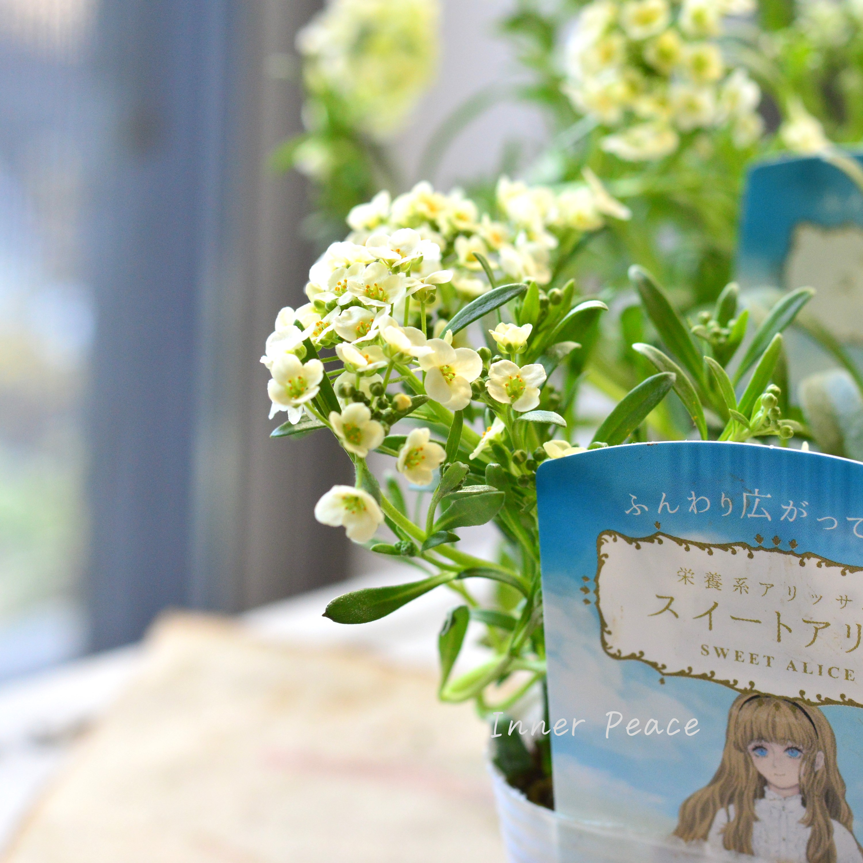 【栄養系】 スイートアリッサム 『スイートアリス・シャンパン』 3.5寸POT