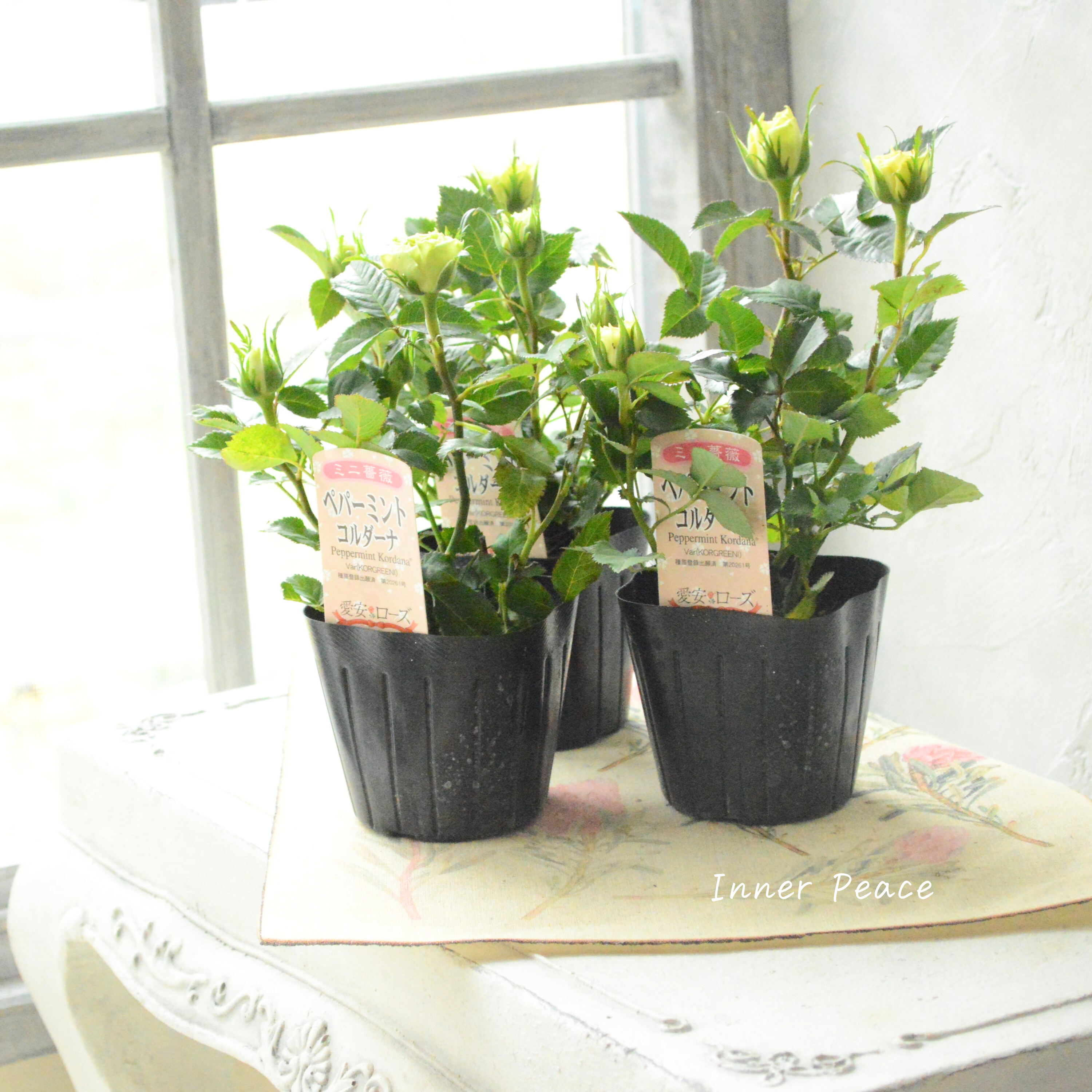 【美しい】ミニ薔薇 『コルダナ・ペパーミント』 3寸POT