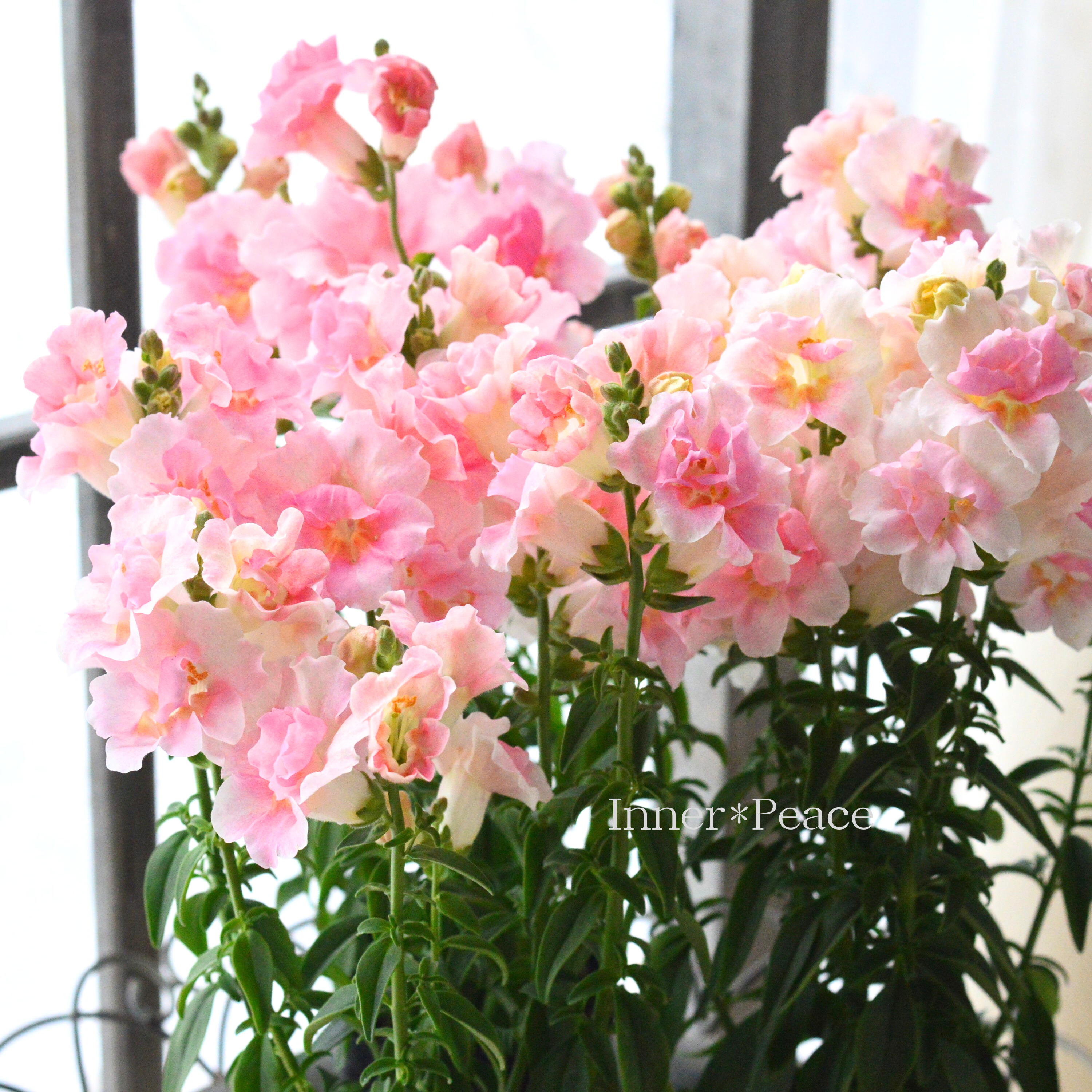 【かわいい】 キンギョソウ・トゥイニー 『アップルブロッサム』 3寸POT