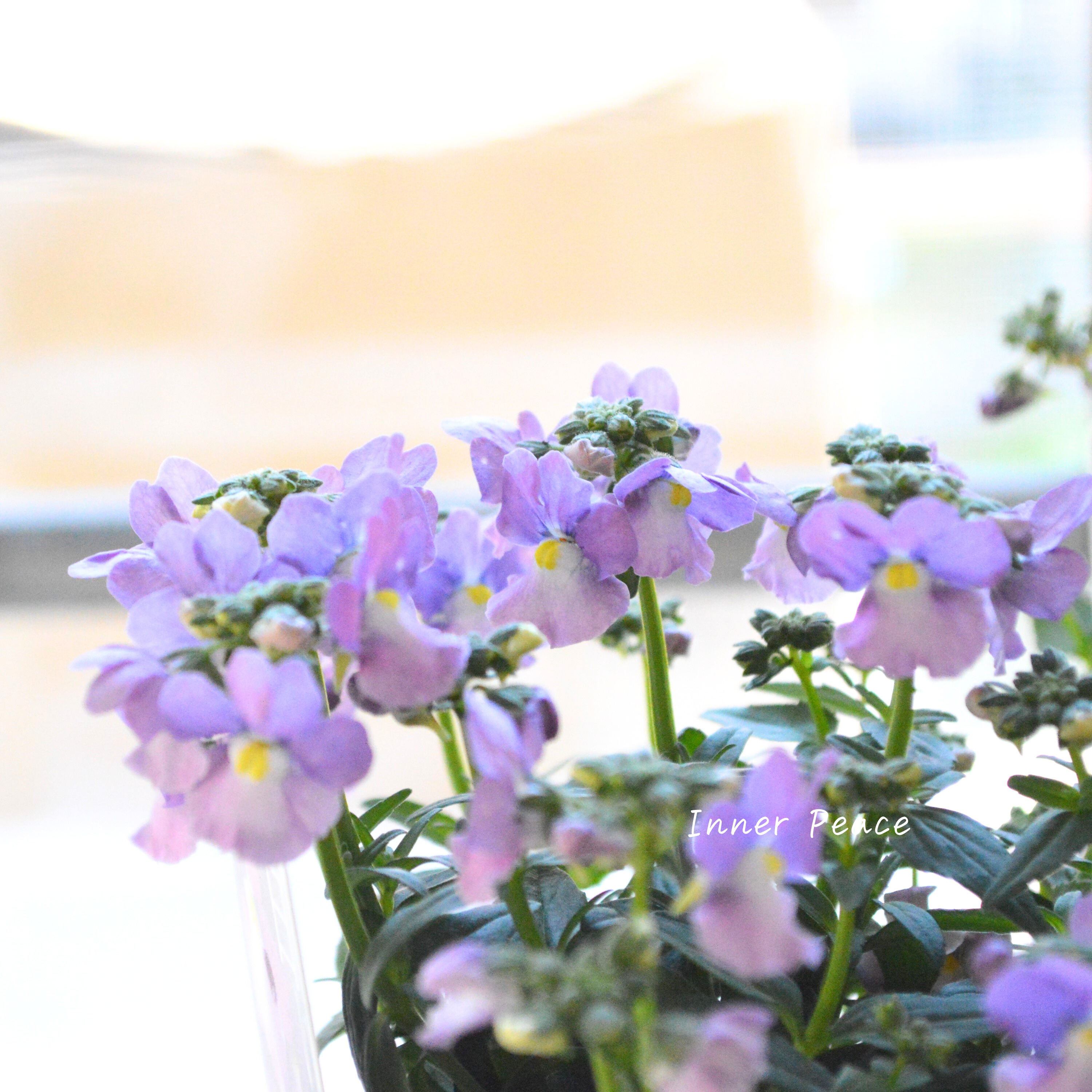 【ゲブラさん】 ネメシア・メーテル 『ミステリックブルー』 3.5寸POT