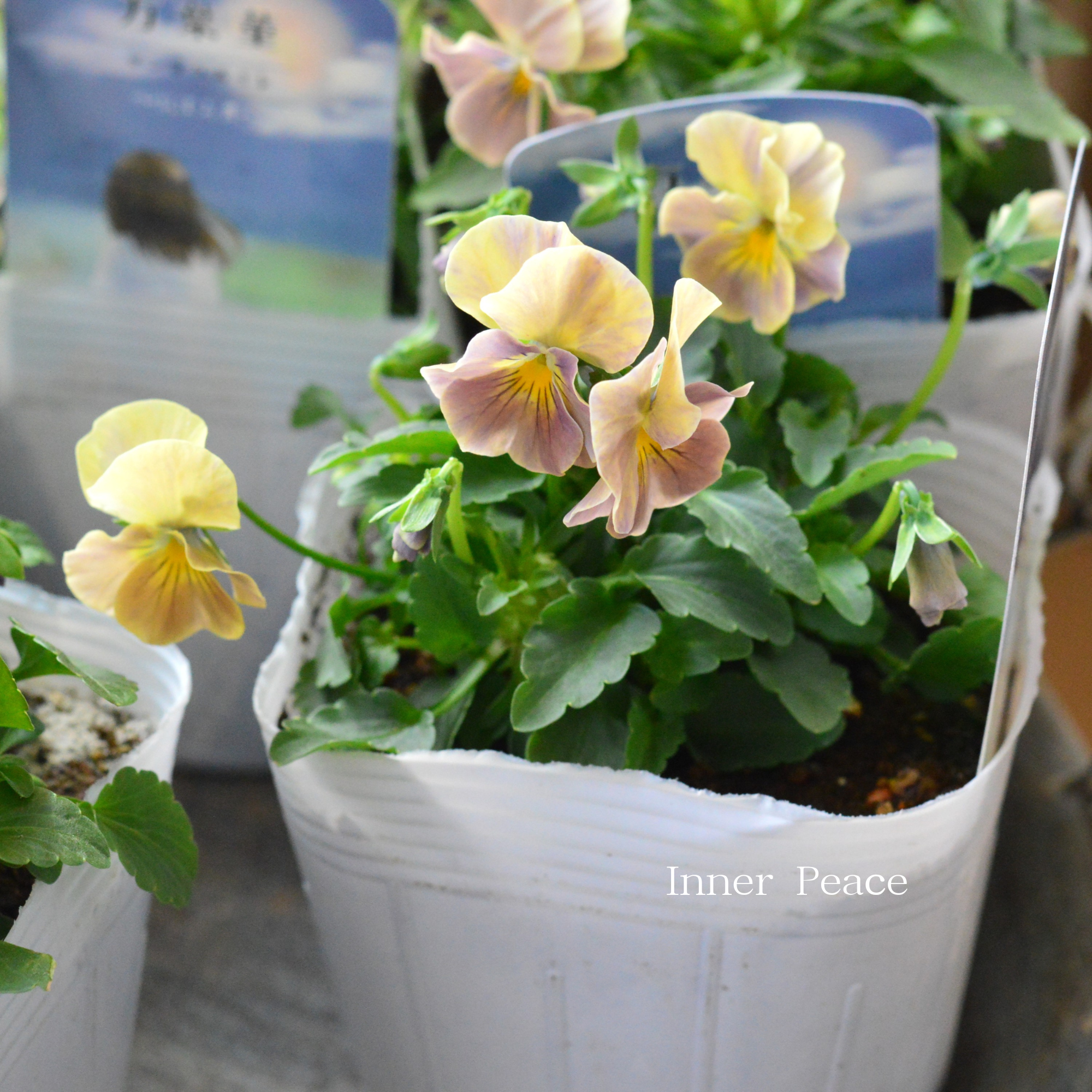 【桂楓園さんオリジナル】 ビオラ 『万葉菫・おぼろ月』 3.5寸POT