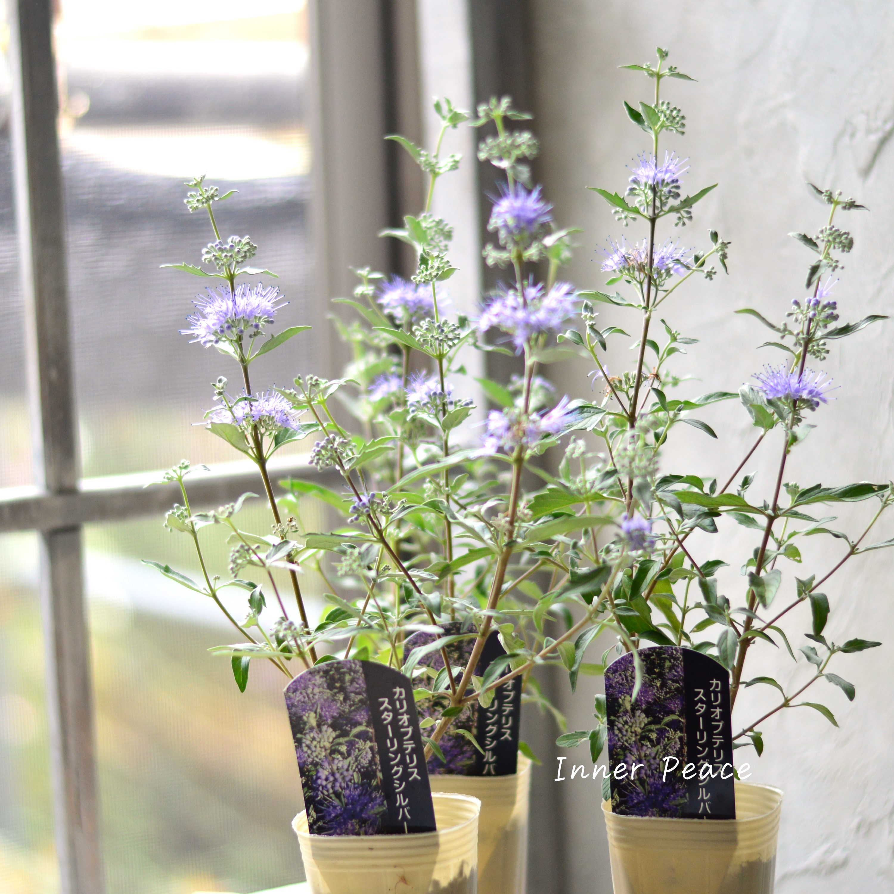 【宿根】 カリオプテリス 『スターリングシルバー』 3寸POT