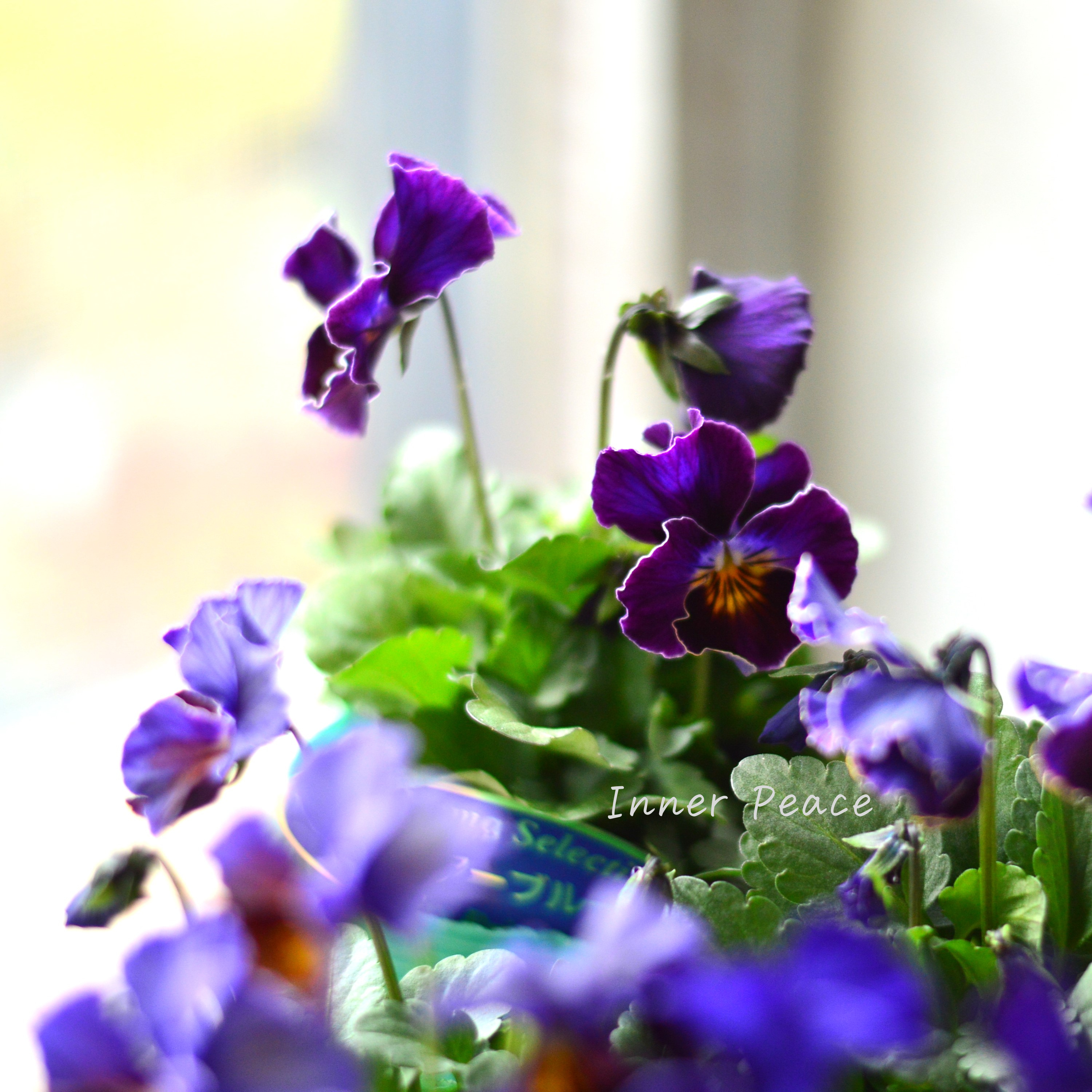 【人気】 ビオラ 『横浜セレクション・フレアブルー』 3寸POT