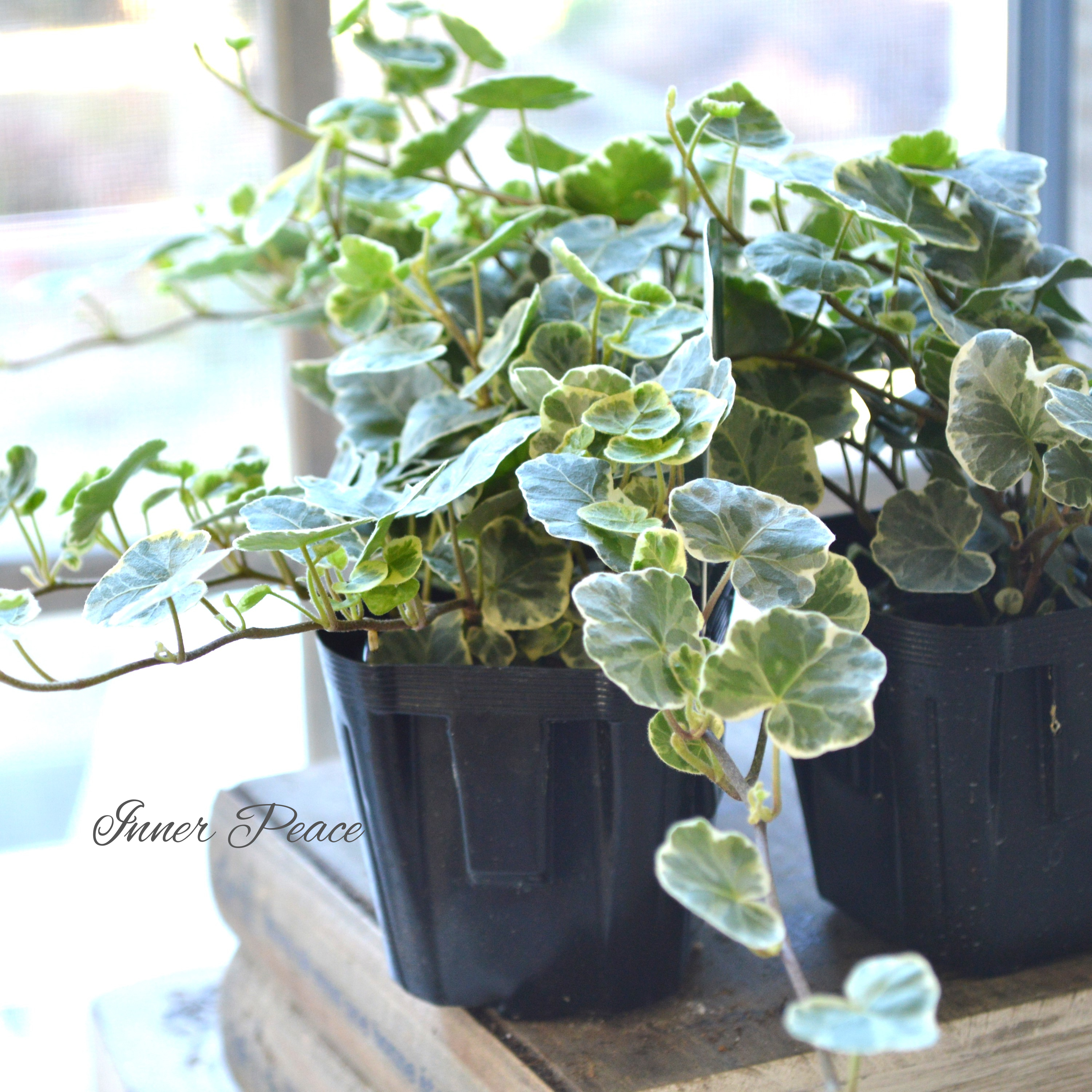 【希少】 ヘデラ 『シルバーチャーミー』 2.5~3寸POT