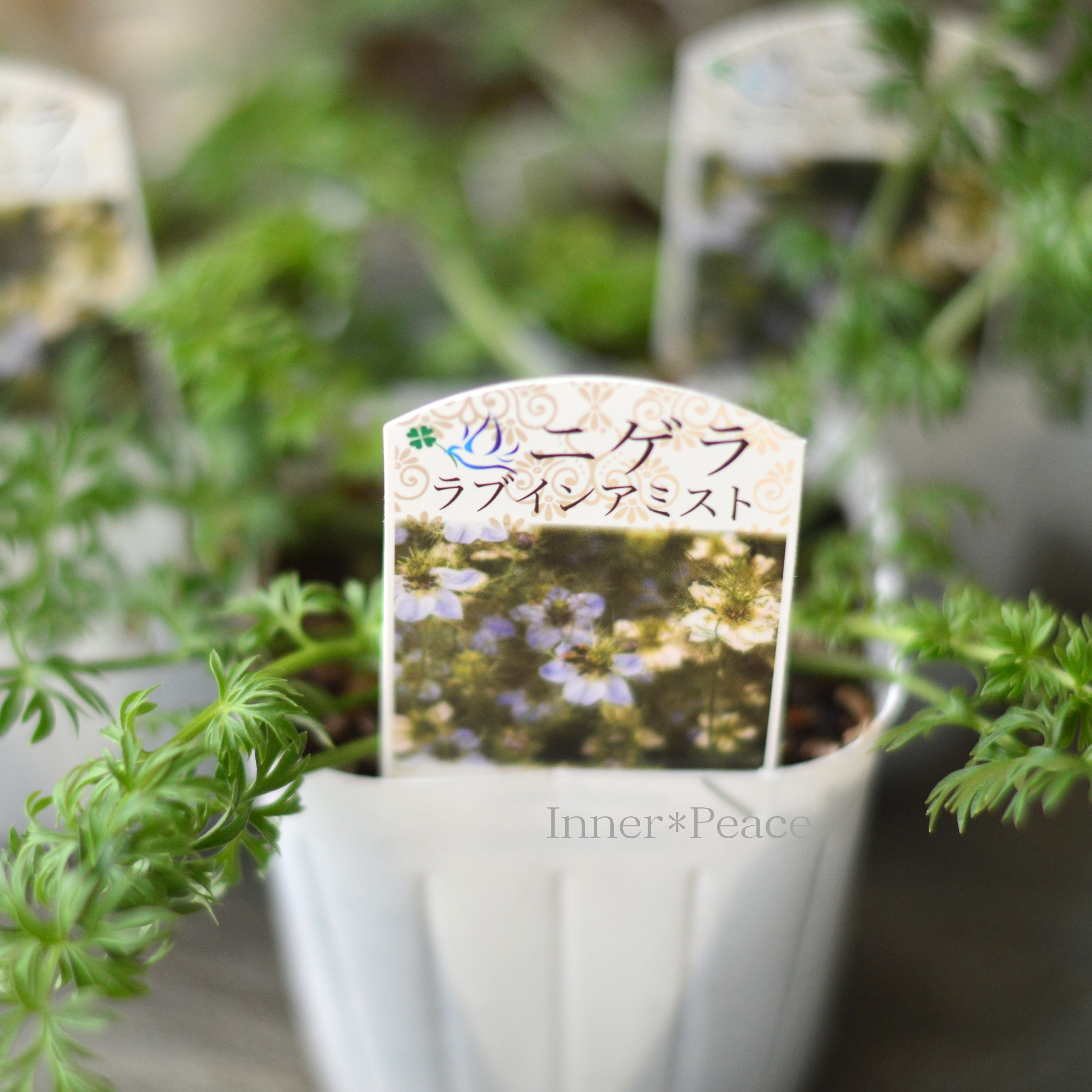 【オシャレ】 ニゲラ 『ラブインアミスト』植え込み用 3寸POT