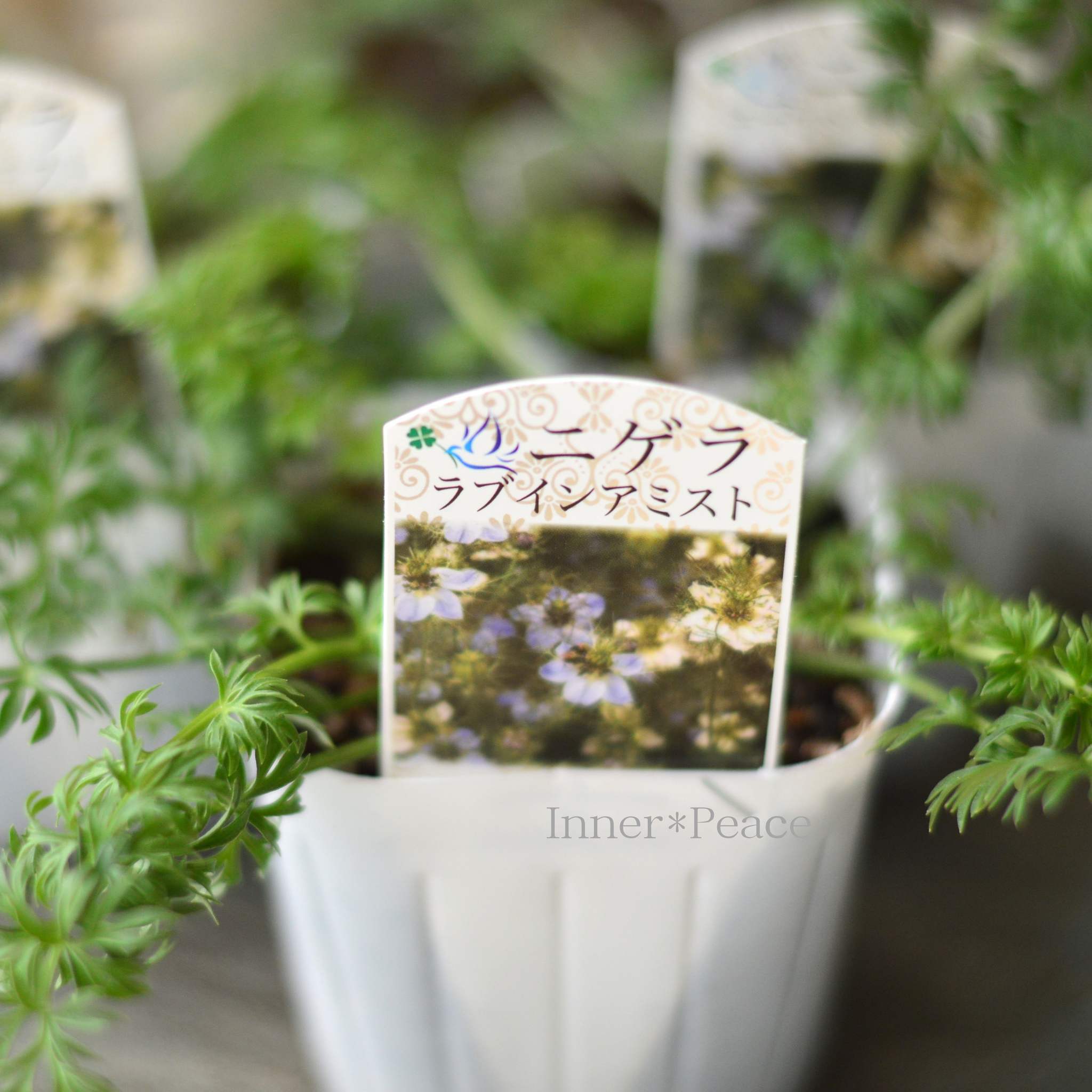 月が注ぐ花 販売中☺️🎍 @hanatoki_nakagusuku 中城村南上原795番地 サンエーなか