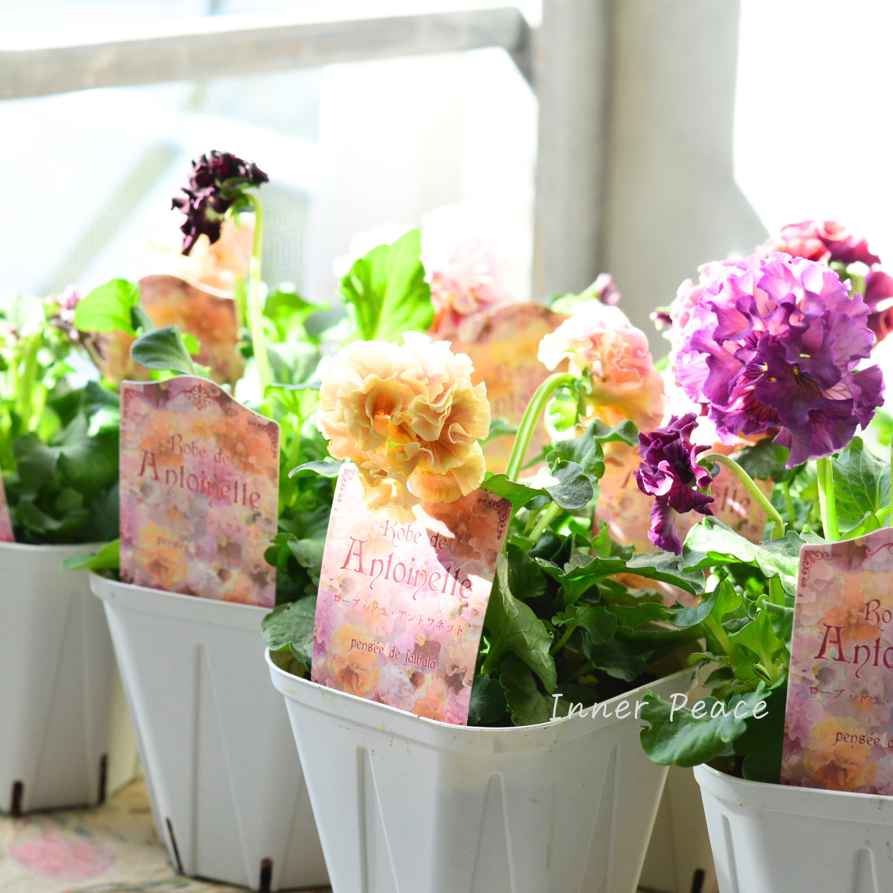 【サトウ園芸さん】 パンジー 『ローブ ドゥ アントワネット』 3.5寸POT