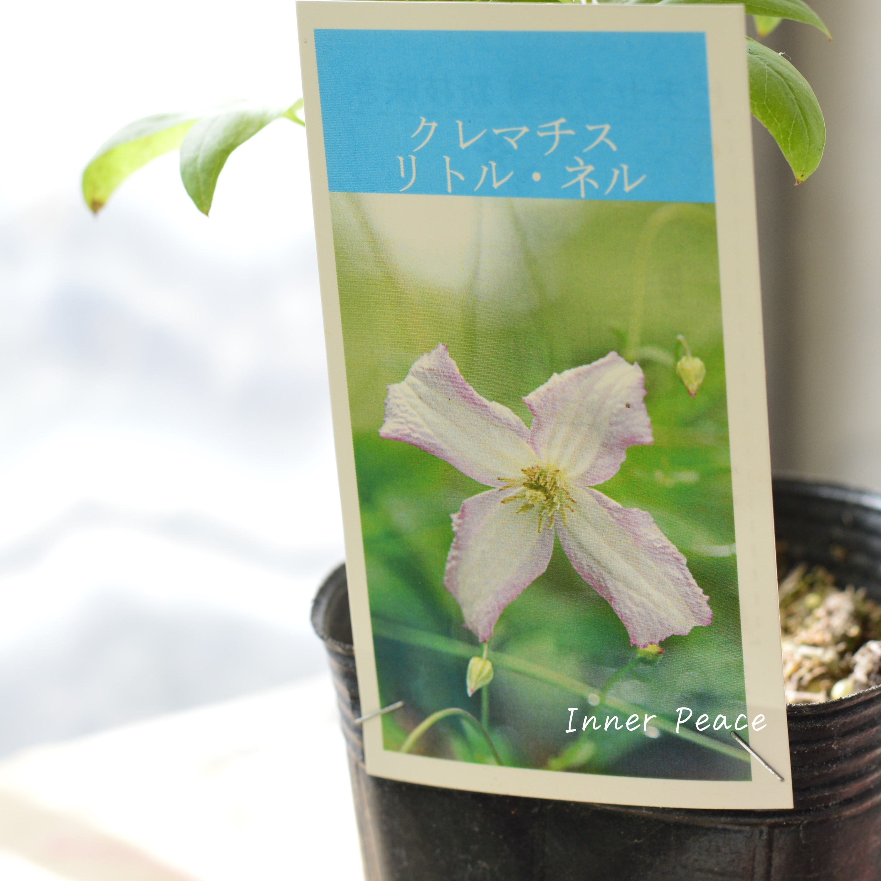 【及川フラグリーンさん】 クレマチス ビチセラ系 『リトルネル』 3寸POT