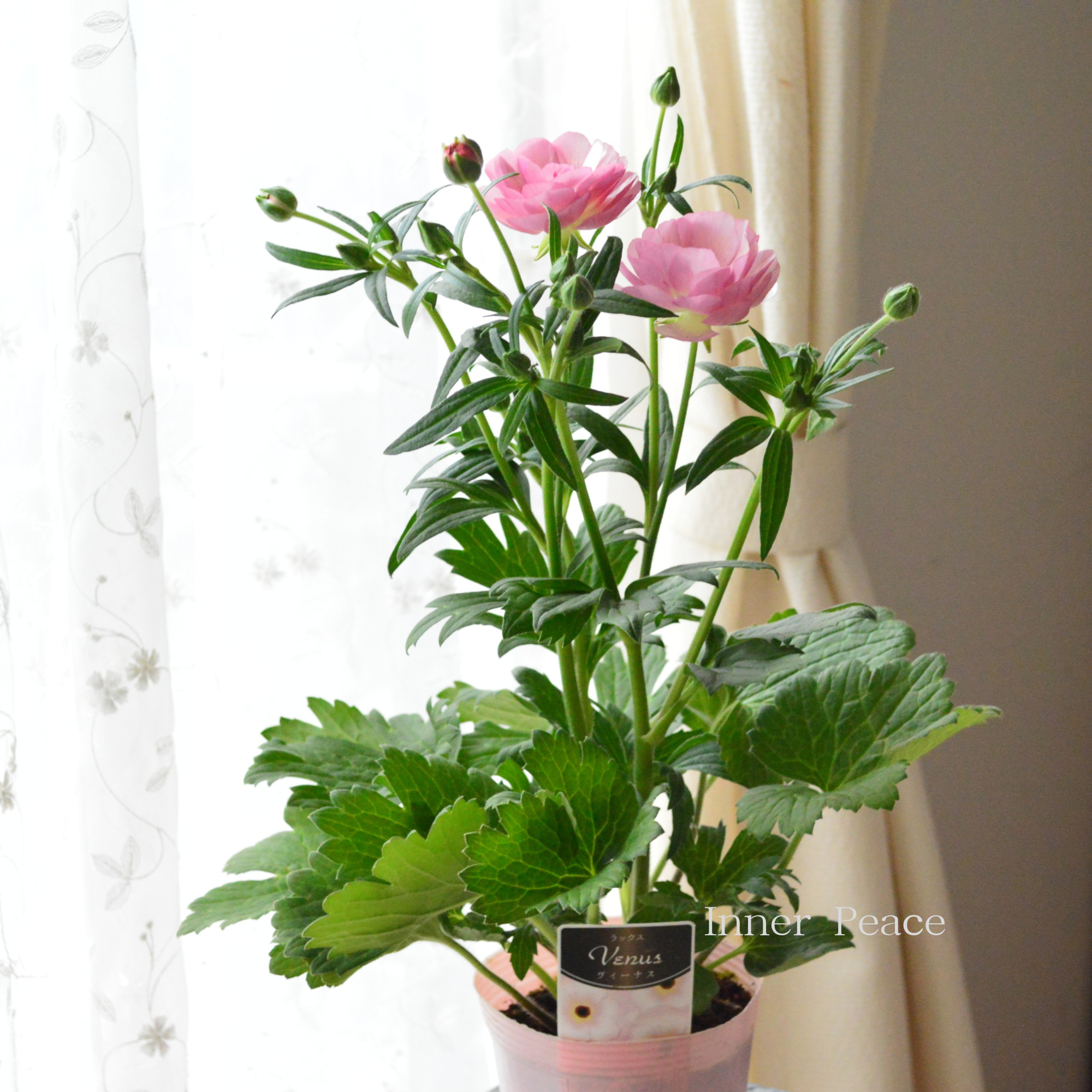 【美しい】 ラナンキュラス・ラックス 『ヴィーナス』 4寸POT