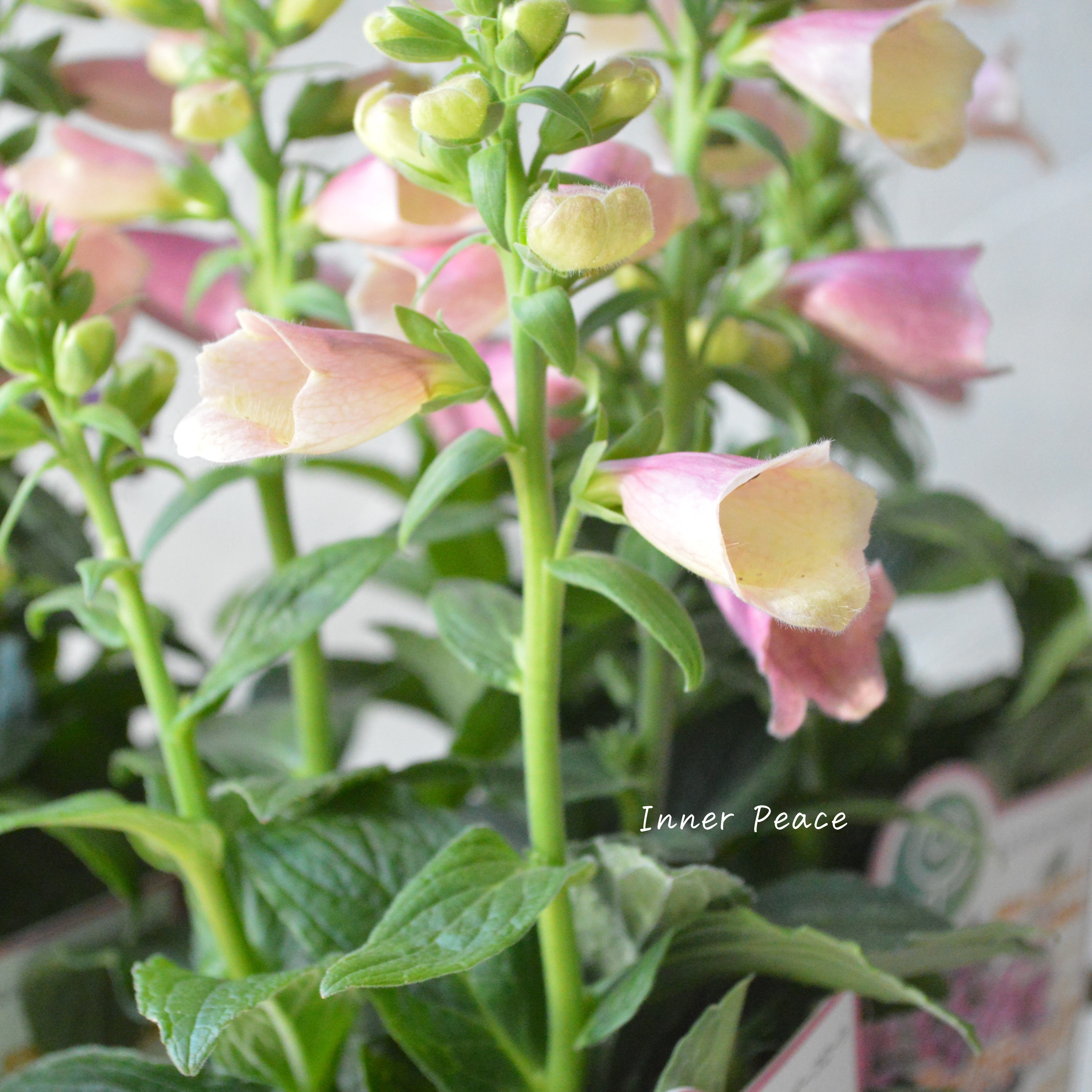 【開花期が長い】 ジギタリス 『アークティック・フォックスローズ』 3.5寸ロングPOT