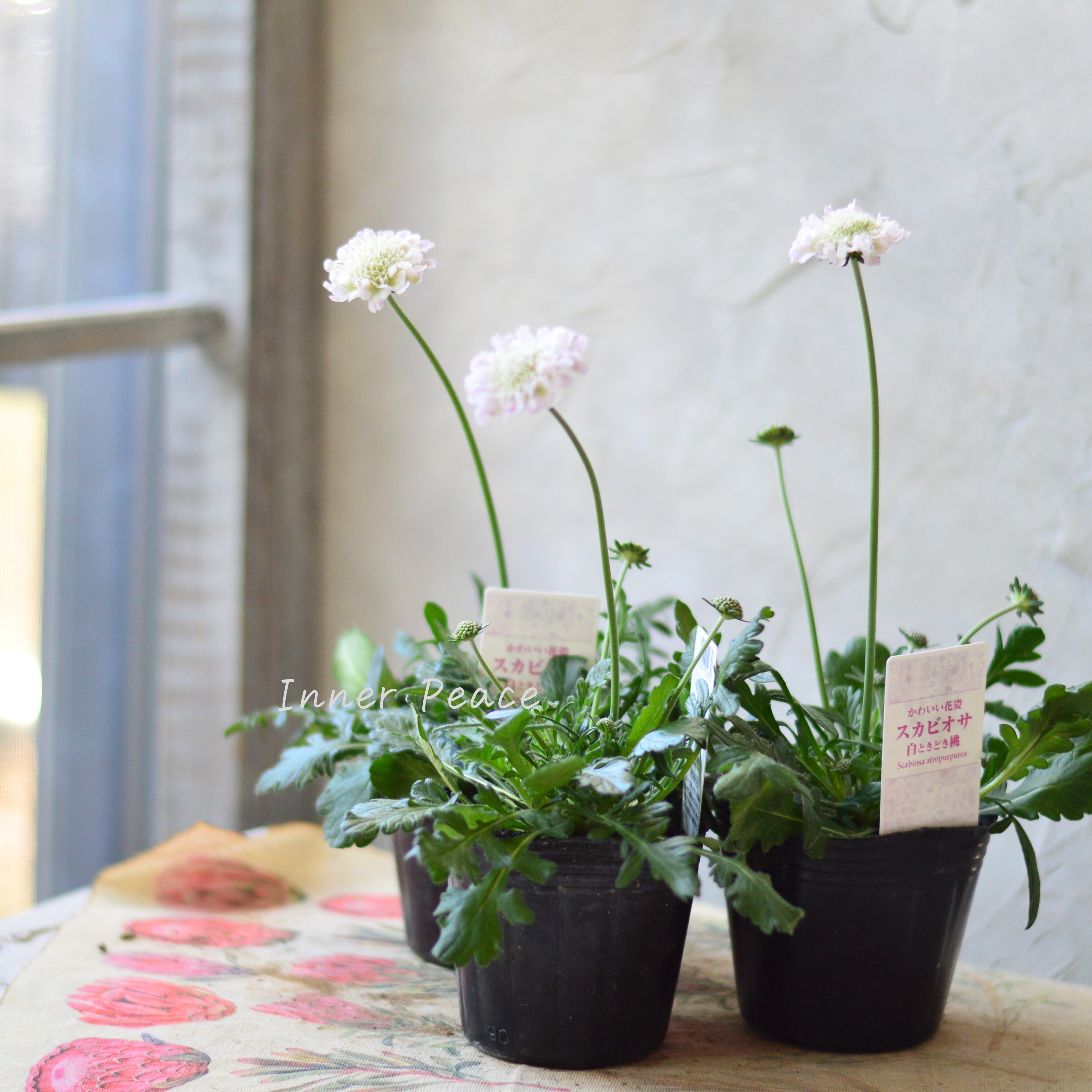 【美しい】 スカビオサ 『白ときどき桃』 3寸POT