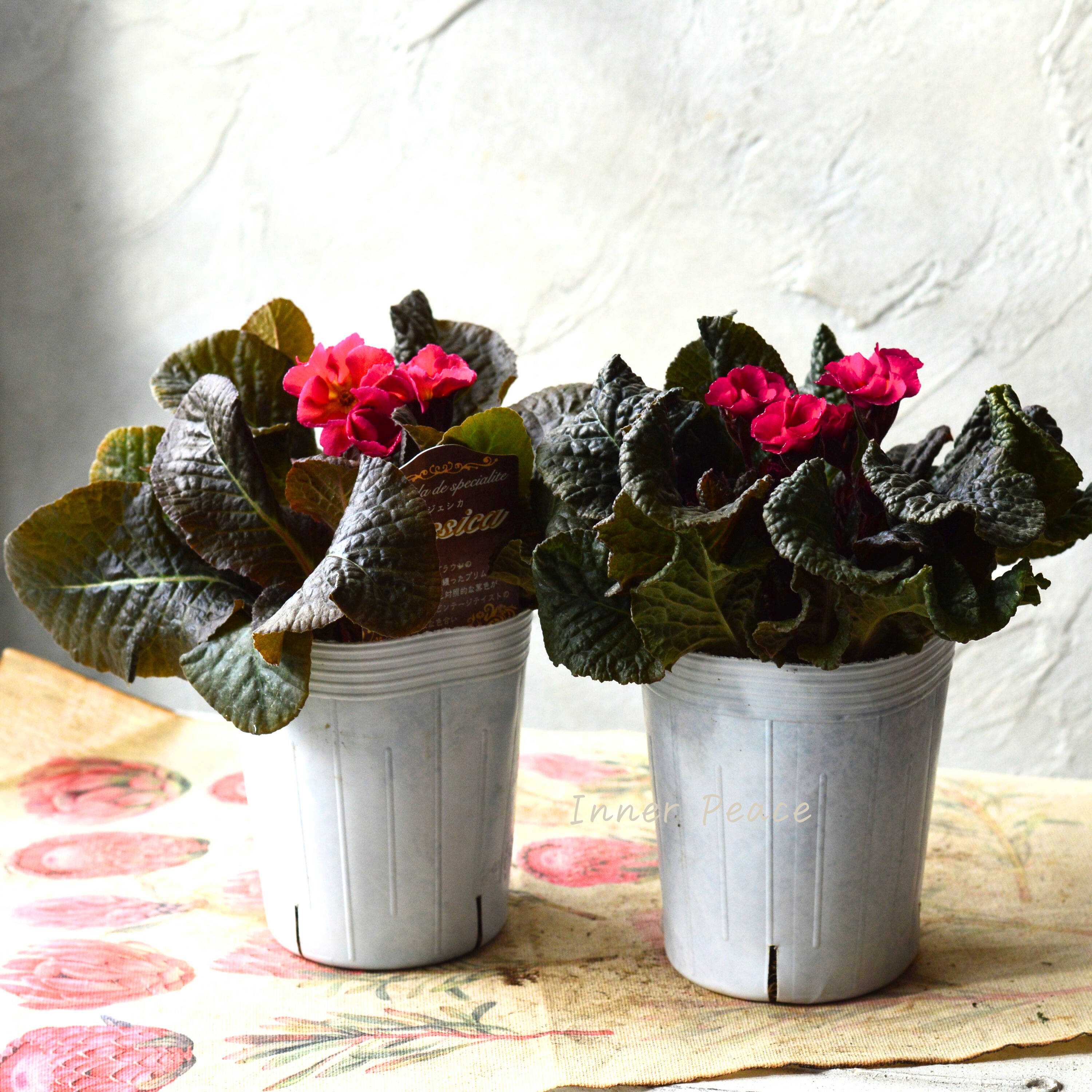 【松原園芸さん】 銅葉プリムラ 『ジェシカ・濃いピンク系』 3寸POT