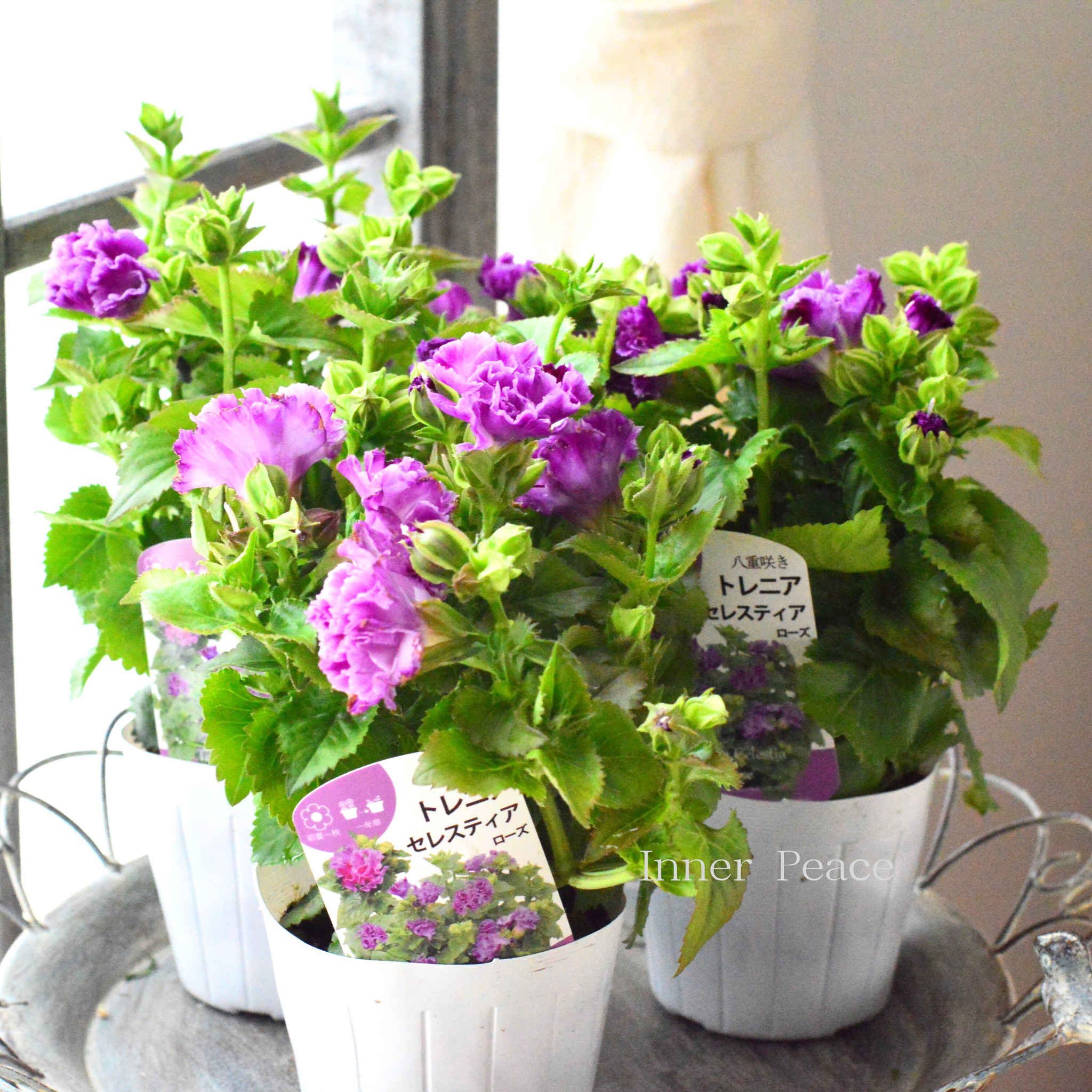 八重咲き】 トレニア 『セレスティア・ローズ』 3.5寸POT