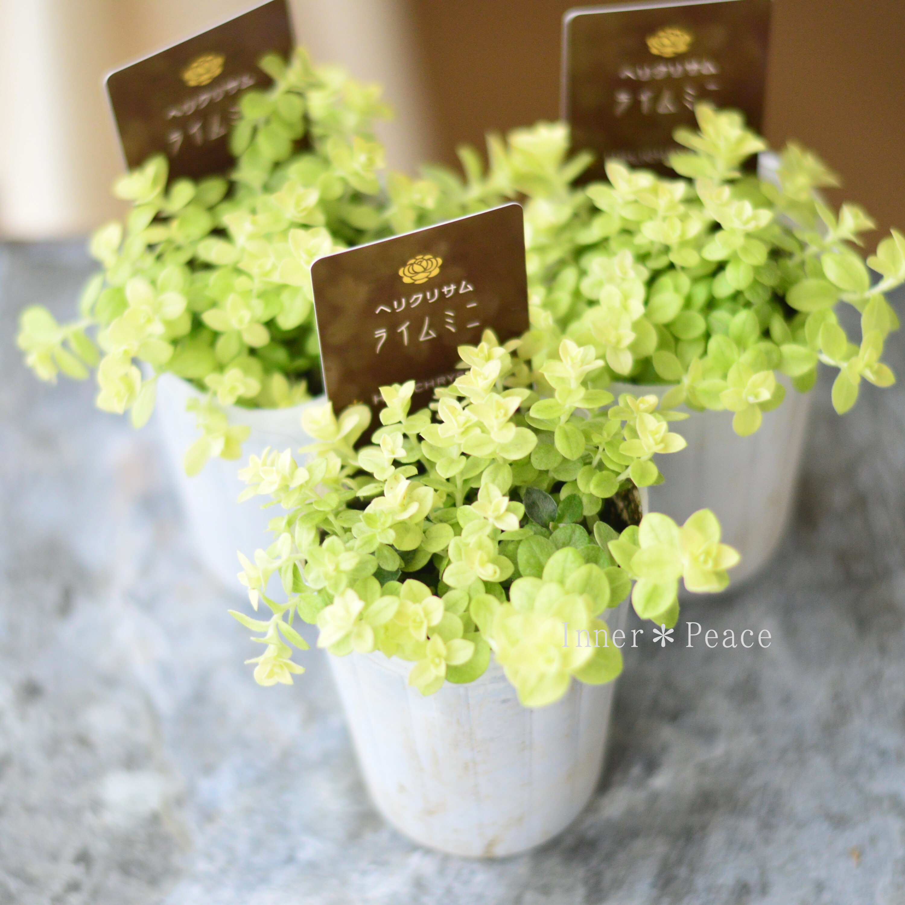 【爽やか】 ヘリクリサム 『ライムミニ』 2.5寸~3寸POT