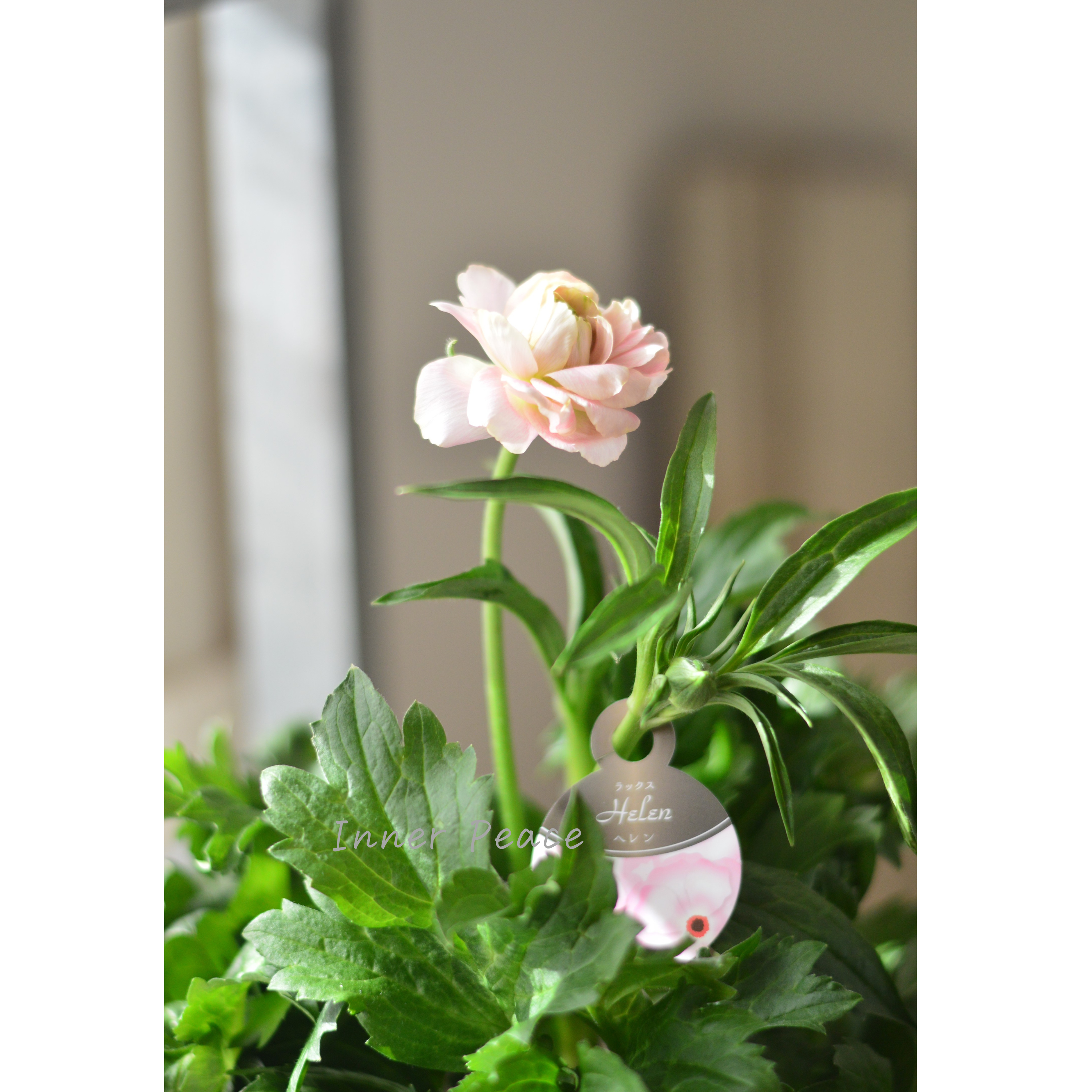 【美しい】 ラナンキュラス・ラックス 『ヘレン』 5寸鉢