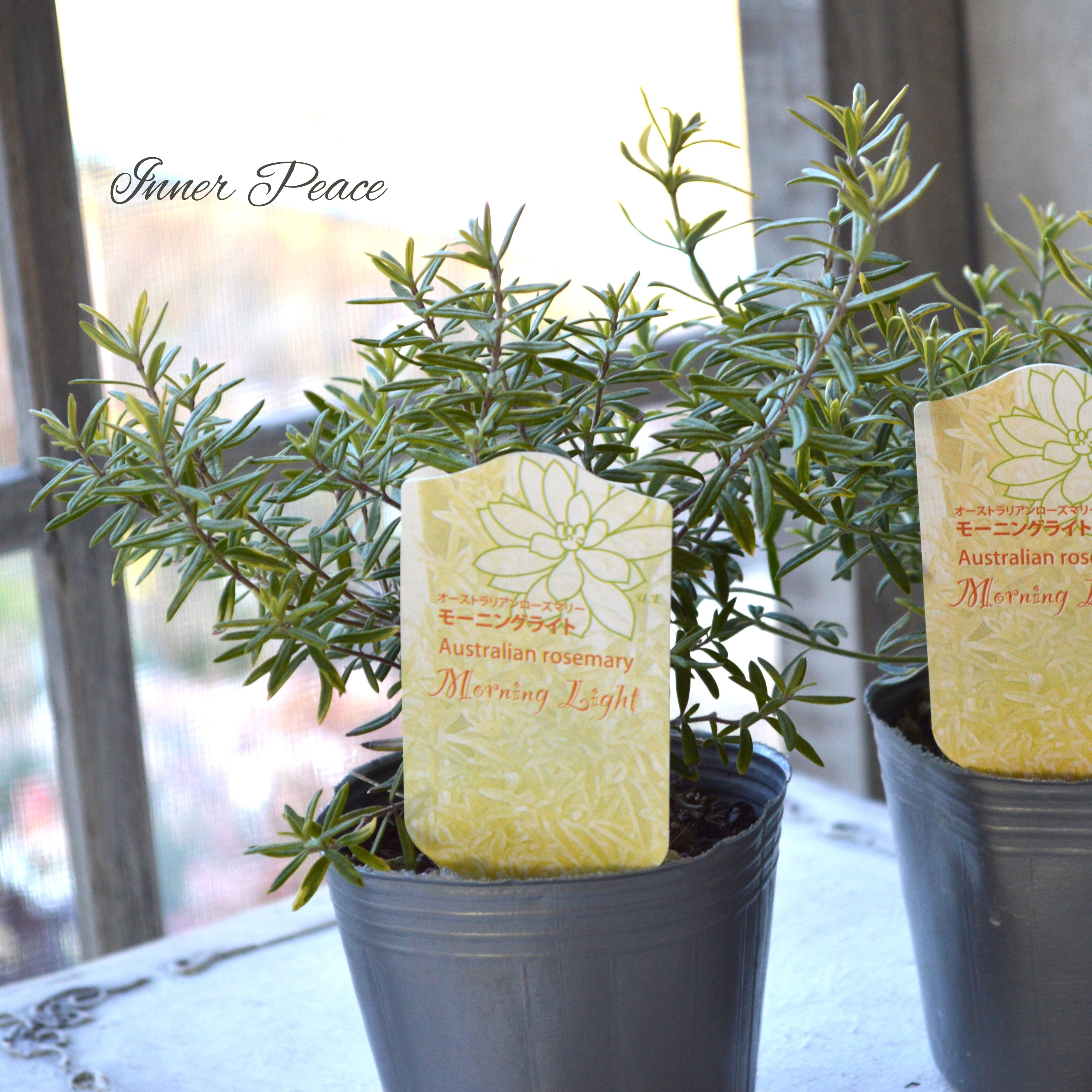 【分割できる】 ウエストリンギア 『モーニングライト』 2.5寸POT