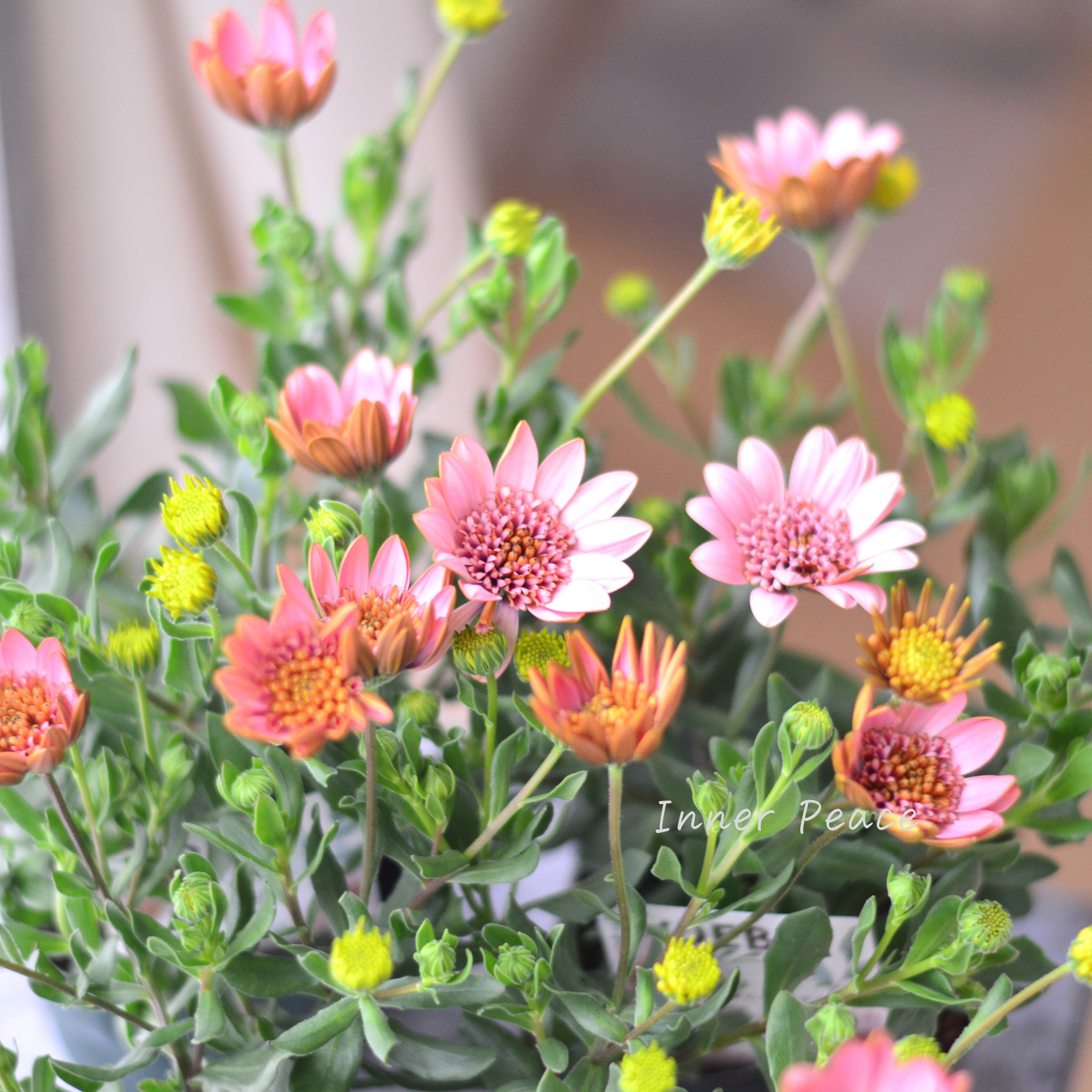 【ゲブラさん】 オステオスペルマム 『桜子』 3.5寸POT