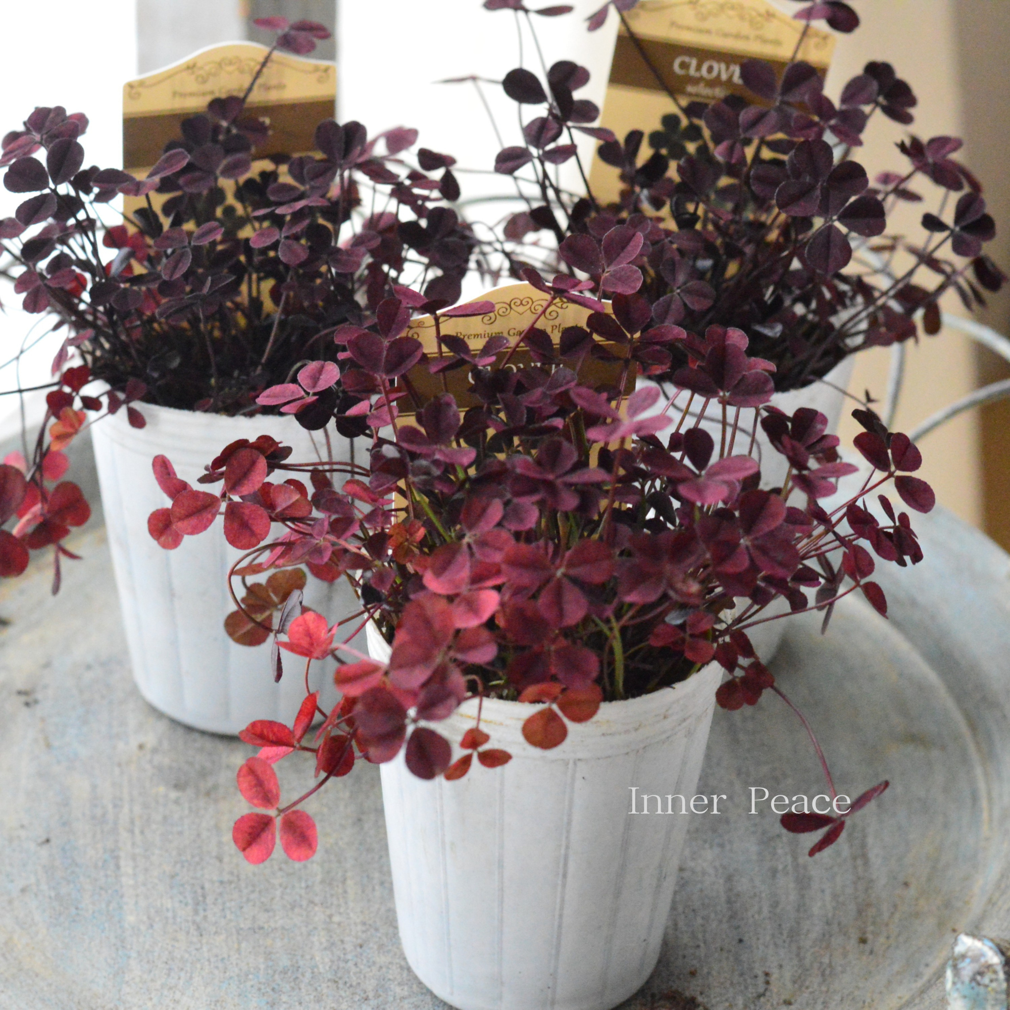 【寄せ植えに】 プリンセスクローバー 『ウイリアム』 2.5寸ロングPOT