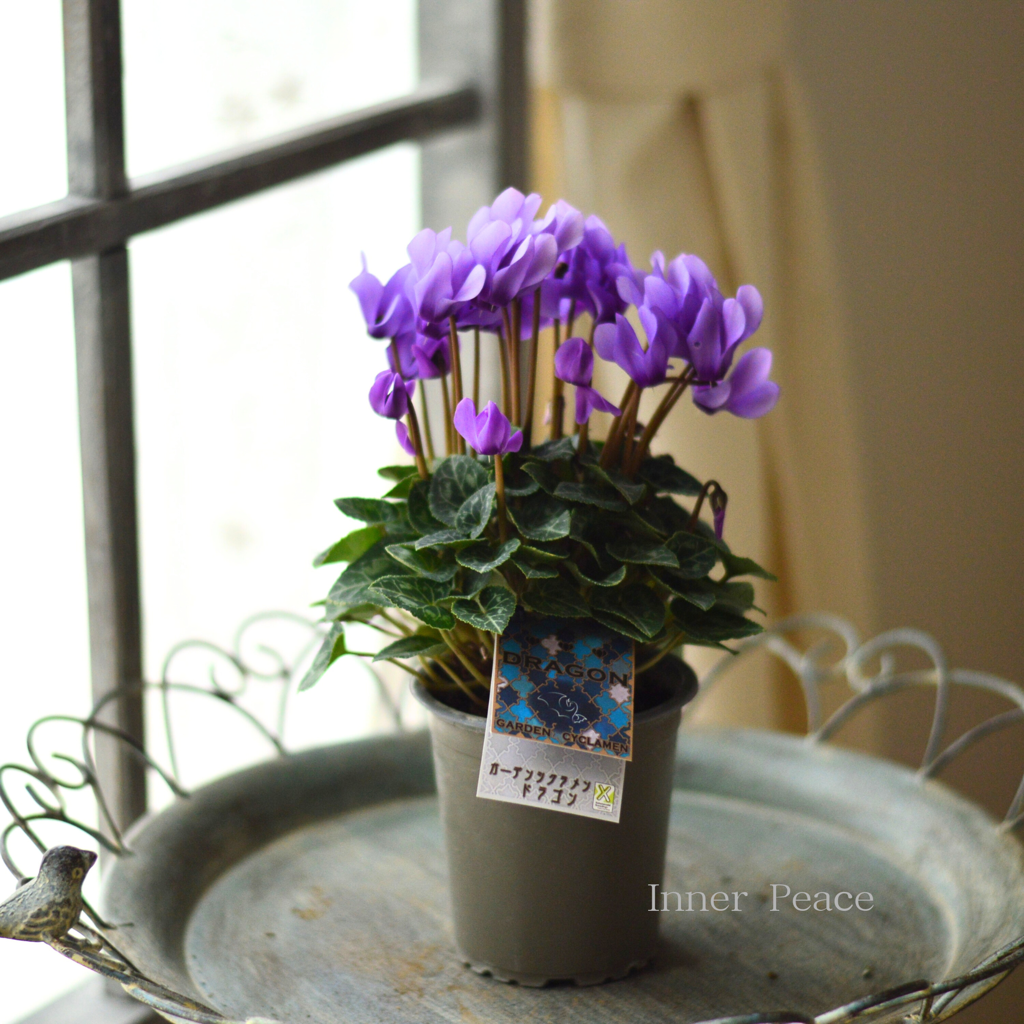 【New】 ガーデンシクラメン 『ドラゴン・ライトブルー』 3寸硬質POT