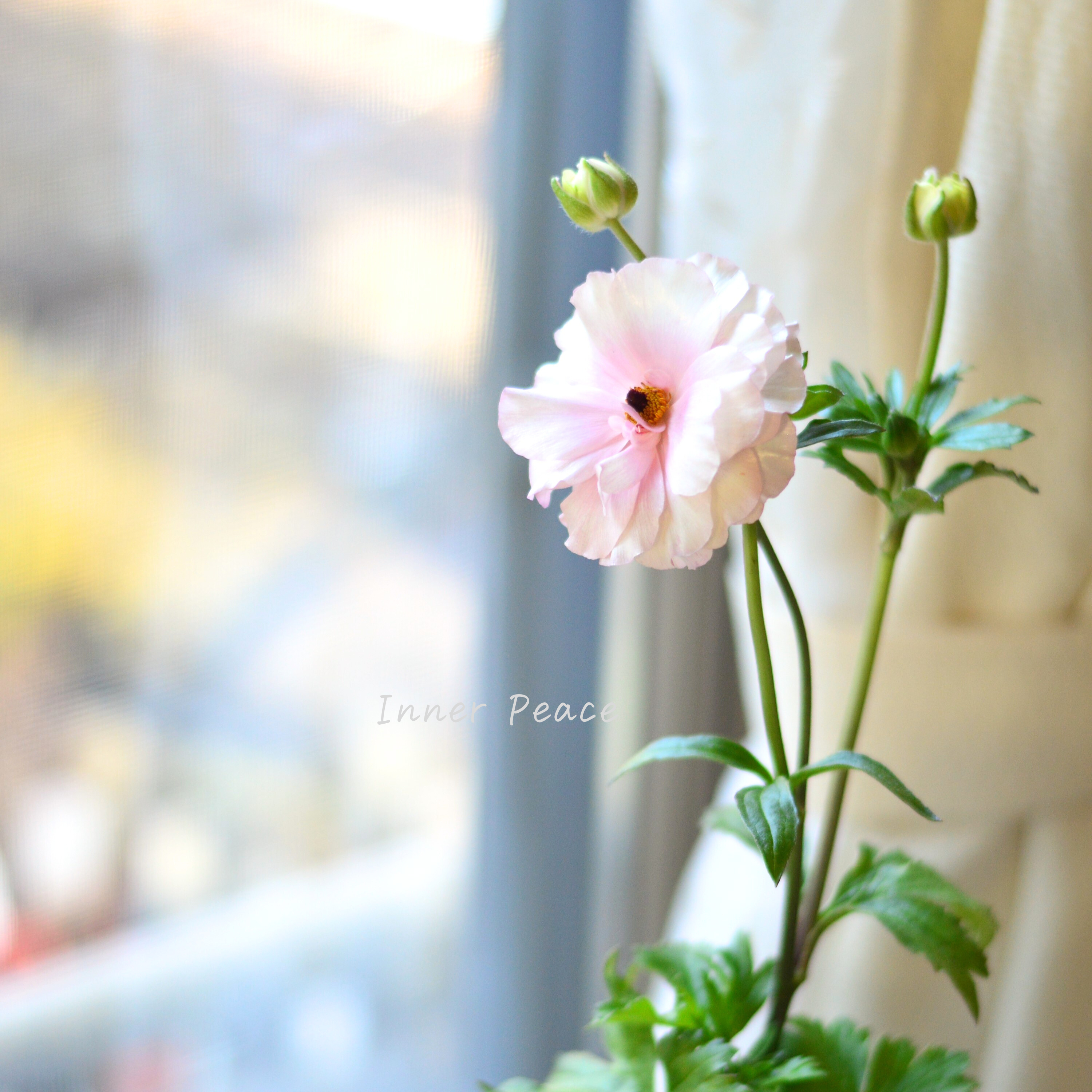 【美しい】ラナンキュラス・ラックス 『アリアドネ』 4寸POT